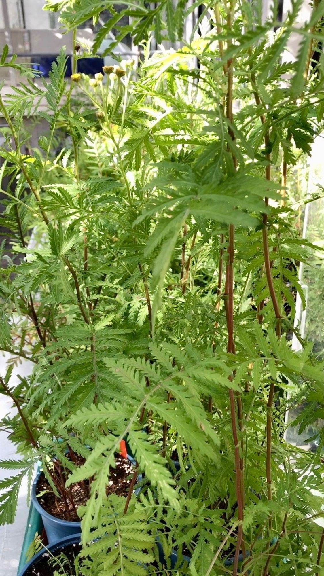 Tanacetum vulgare plants; a plant that can often be seen along field margins and was once common in old farm gardens.