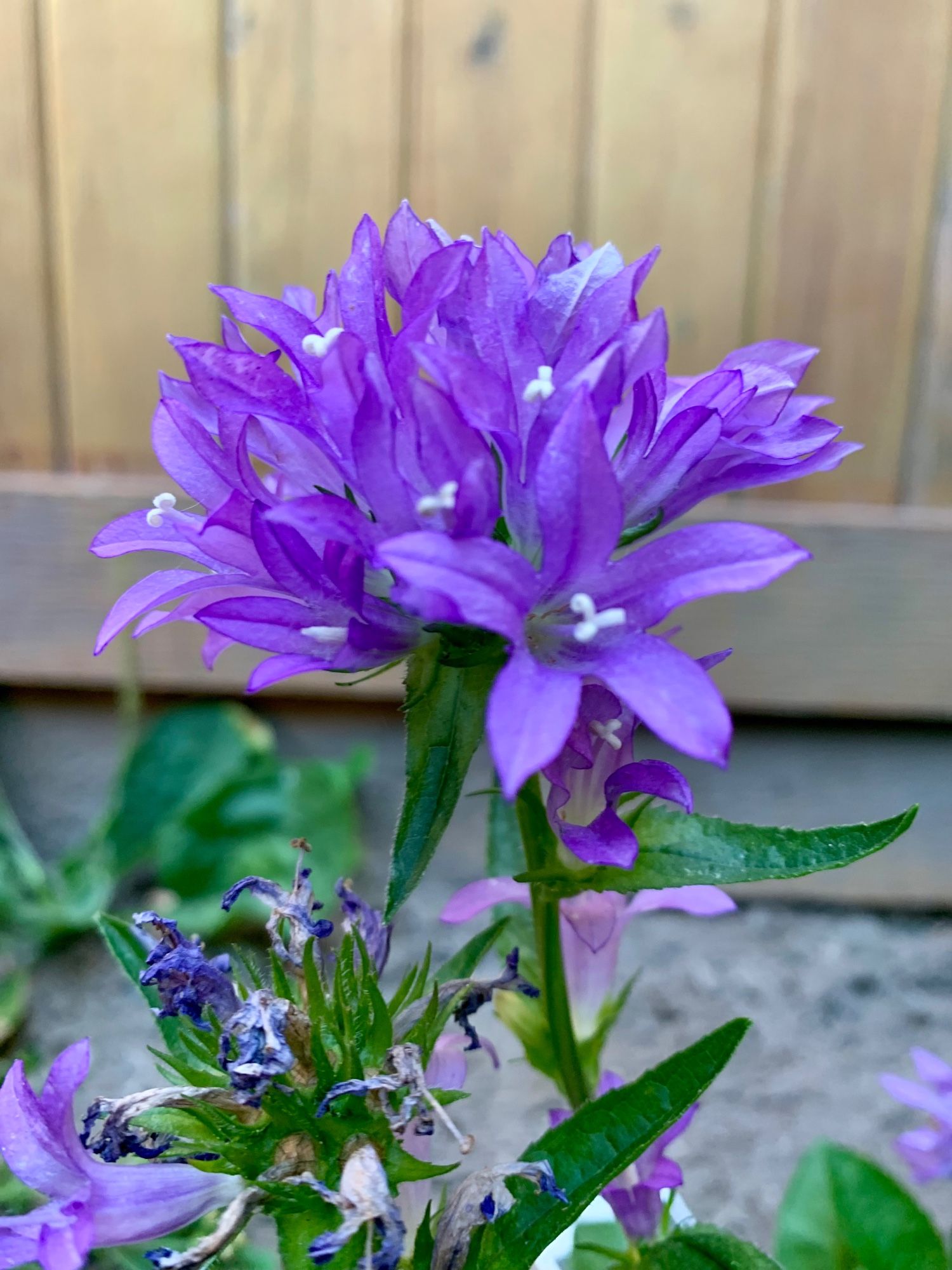 Purple churchbells flower in full bloom against a wooden fence