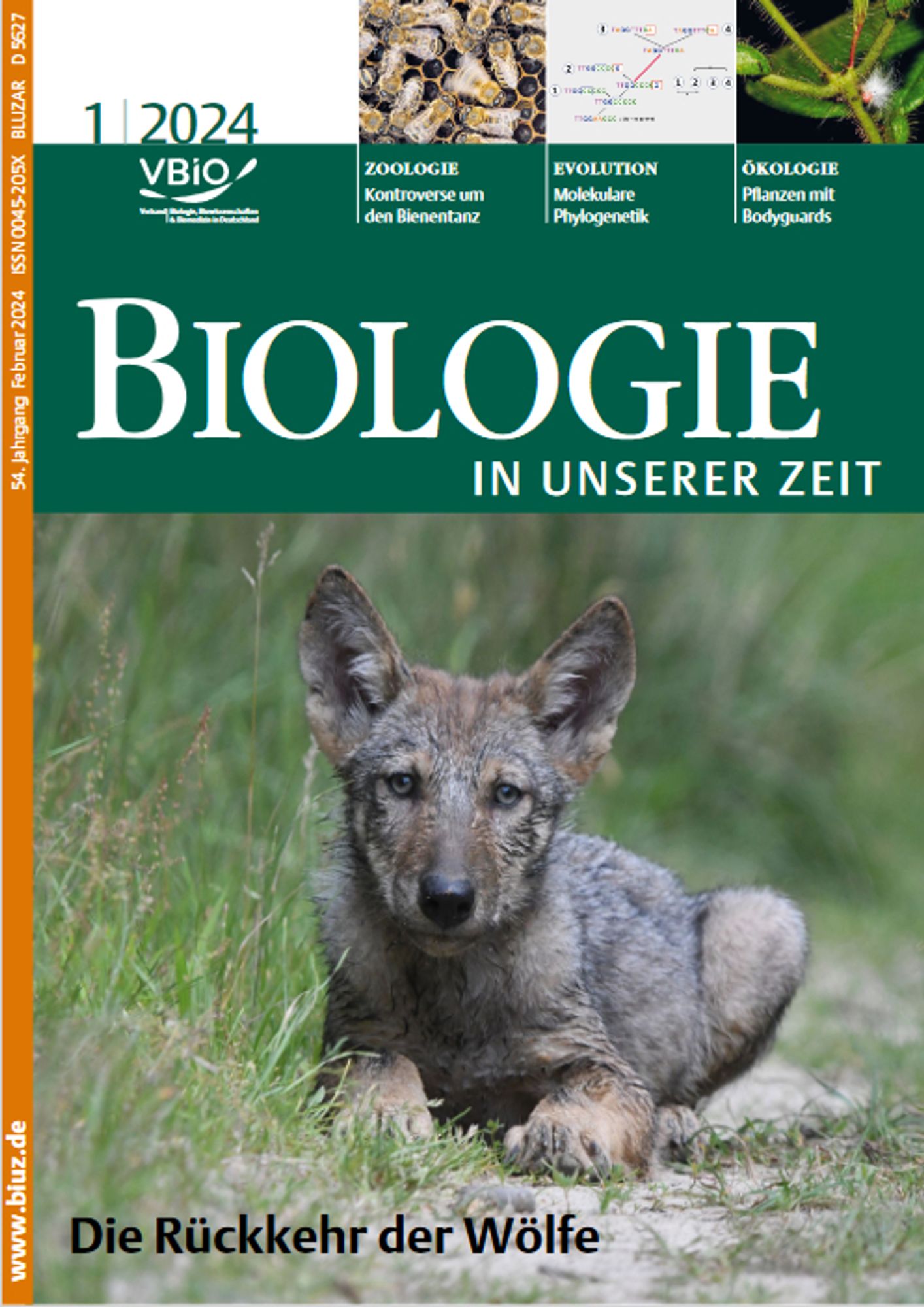 Junger Wolf auf dem Cover von "Biologie in unserer Zeit" (BiuZ), Ausgabe 1/24