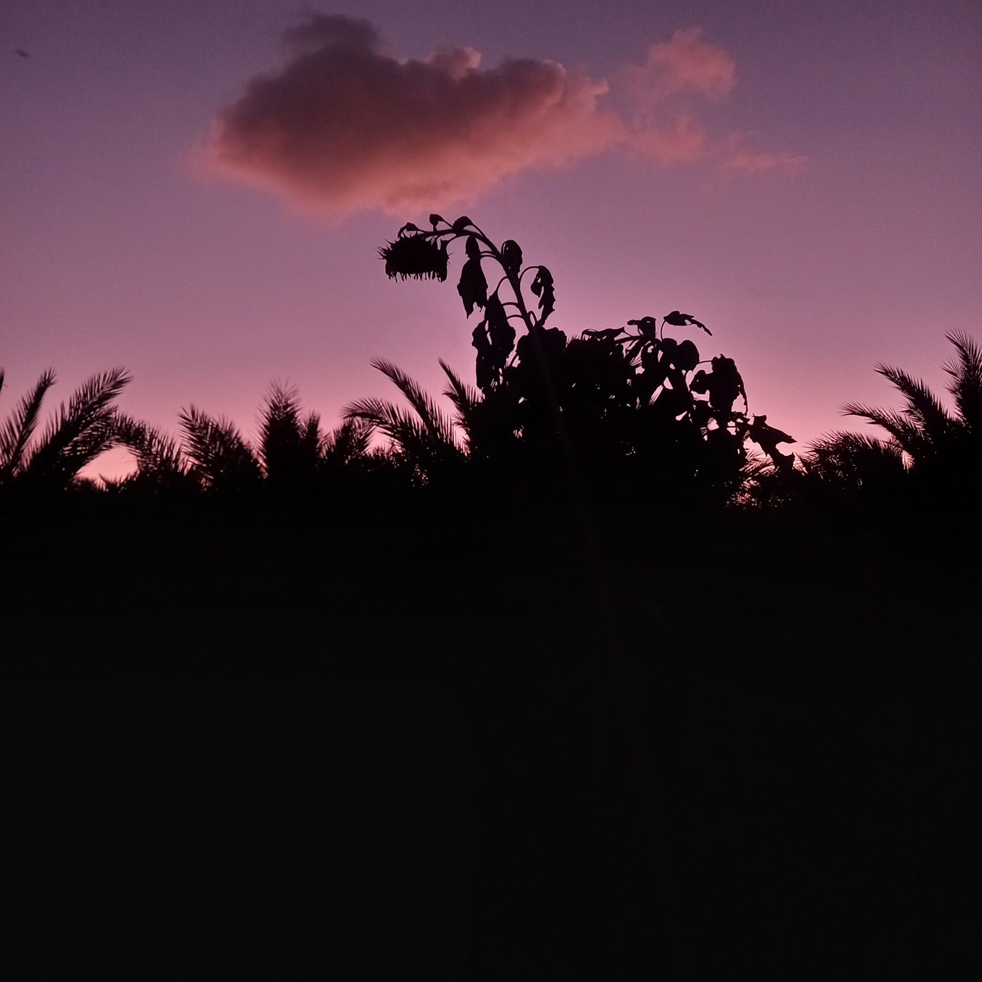 A spent sunflower head bowed against an evening sky. Everything in silhouette. Tall palms sway