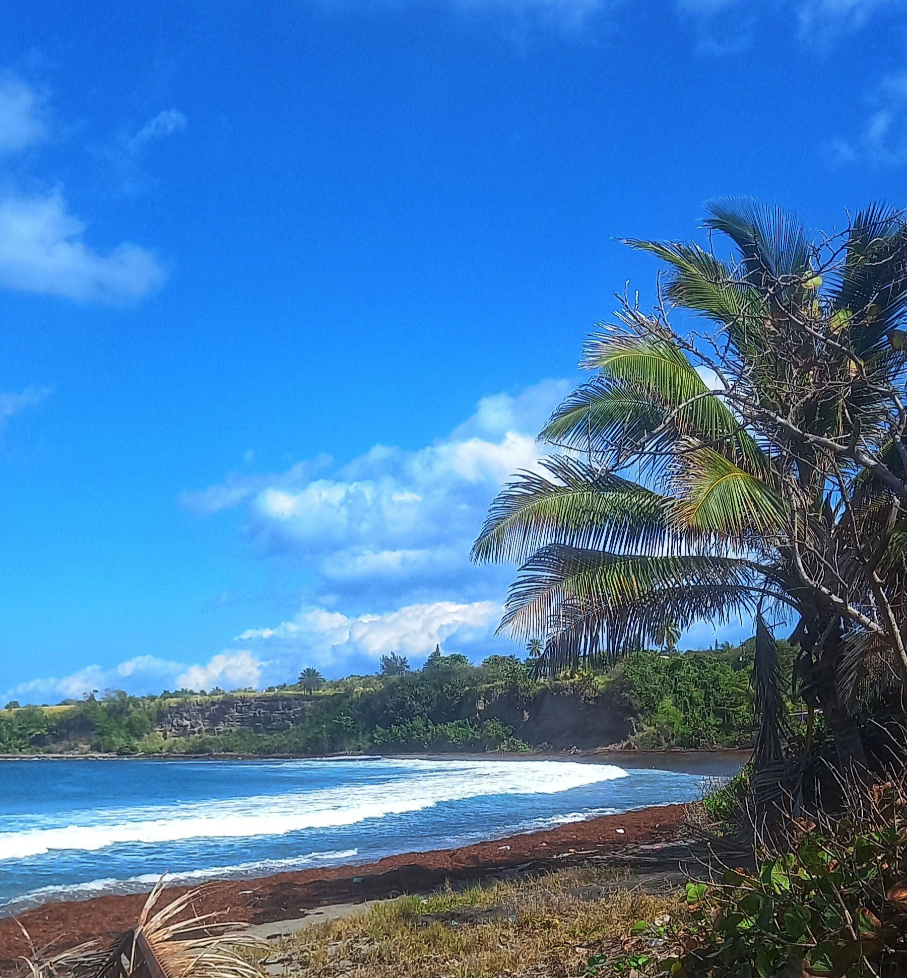 A small Caribbean Bay with layers of sargassum washed on the sand. Ragged coconut palm frond trees. The sky and sea is blue.