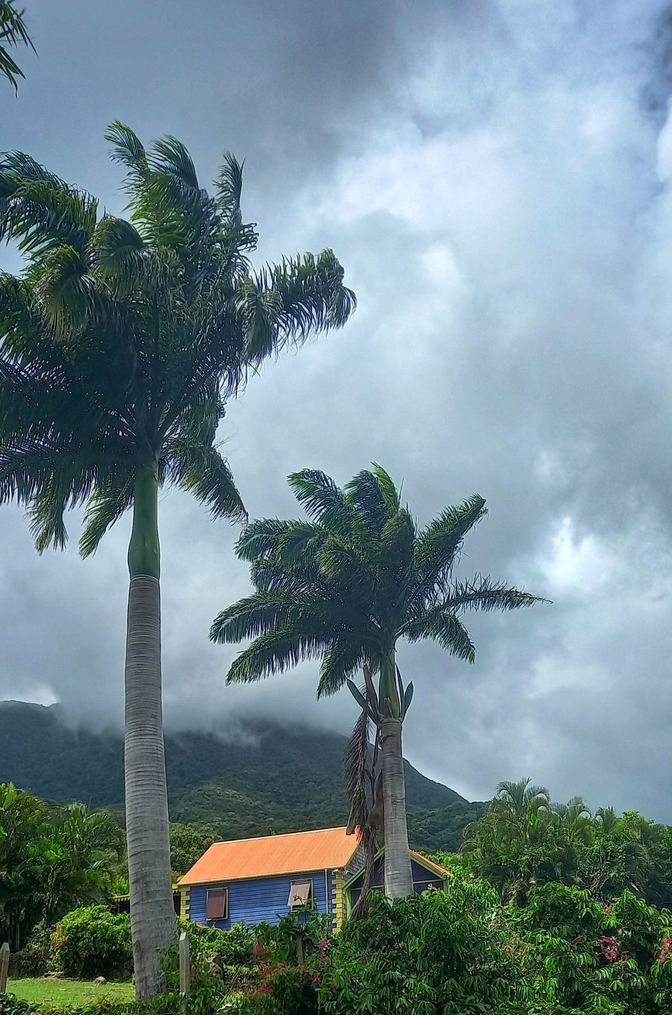 Two tall royal palms standing out against an overcast sky. Cloud covered mountain in the background and a brightly painted cottage nestled amongst Caribbean shrubbery