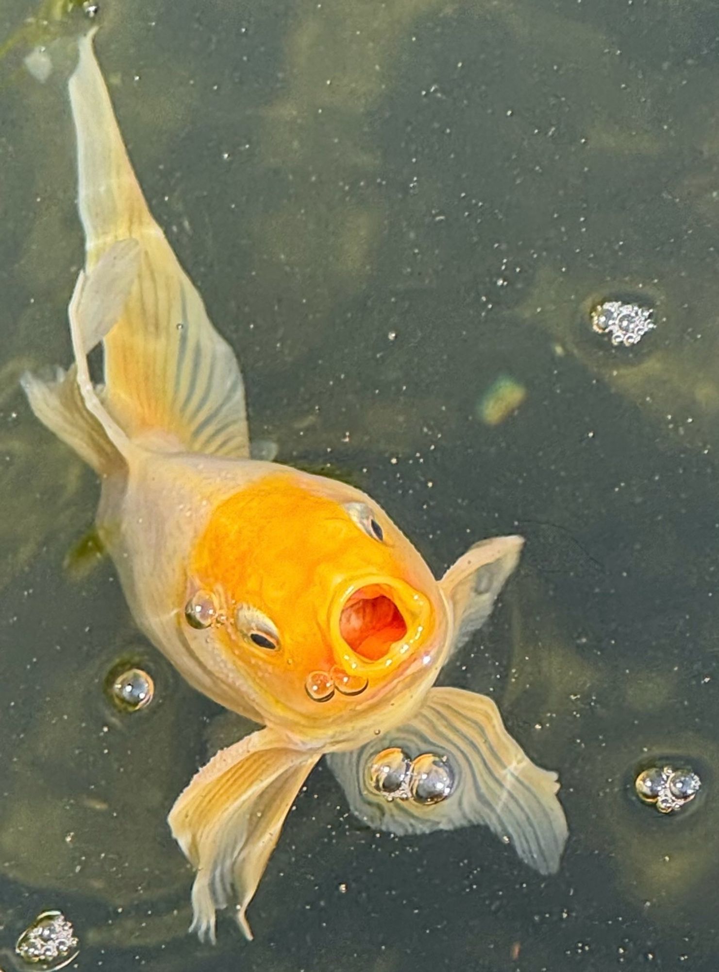 Goldfisch mit offenem Maul im Gartenteich.