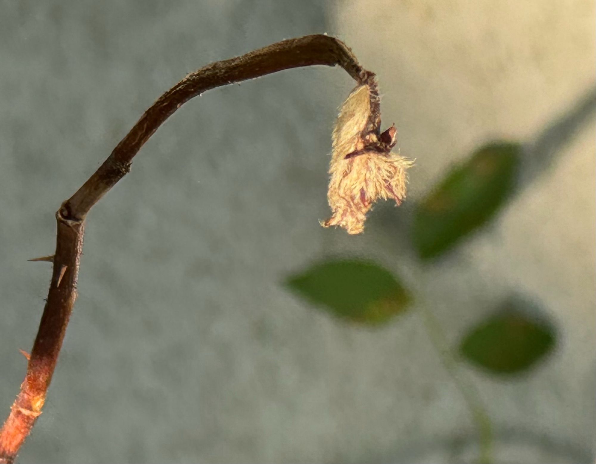 Alte Rosenbluete von der Sonne beschienen …