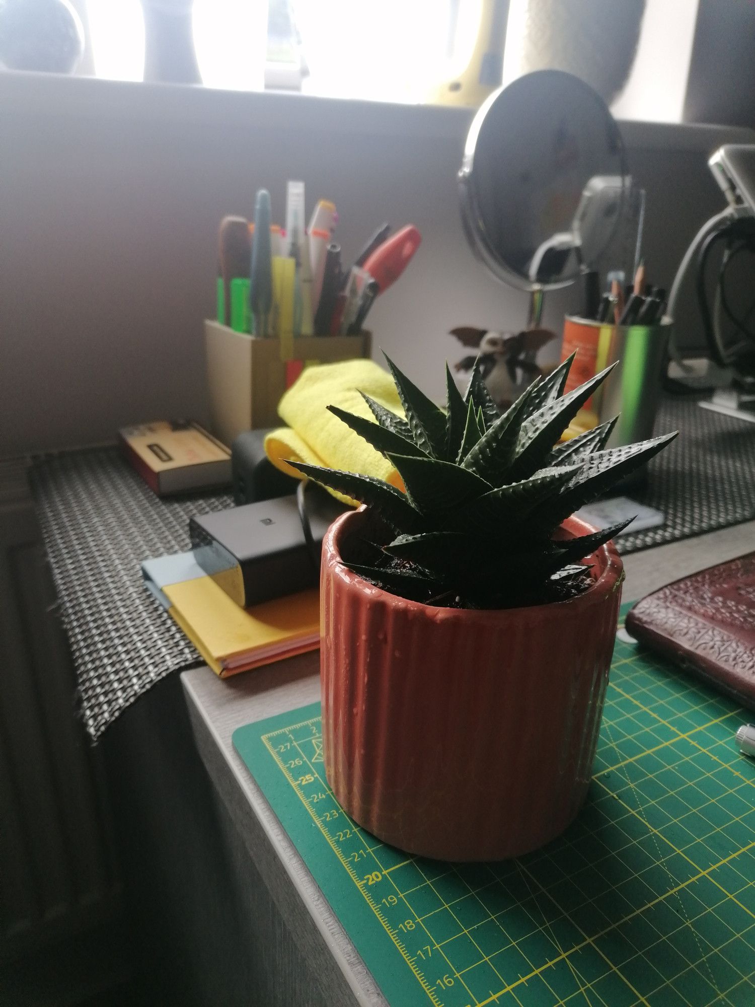 My new pet --a spiky succulent-- in a brown pot, sat on the top left corner of a green cutting board on a concrete grey table.