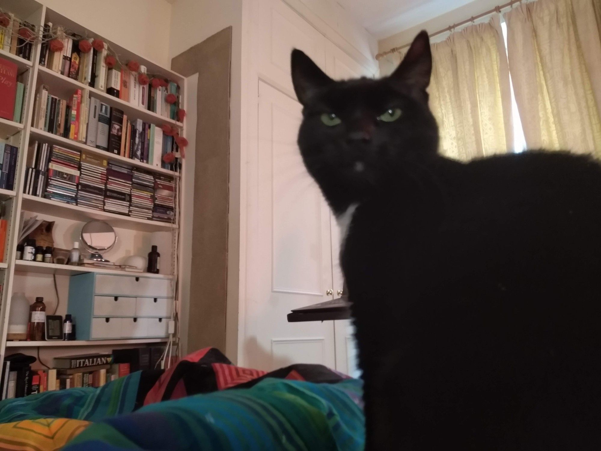 My cat Ninja, black with a white bib, looking displeased at the camera