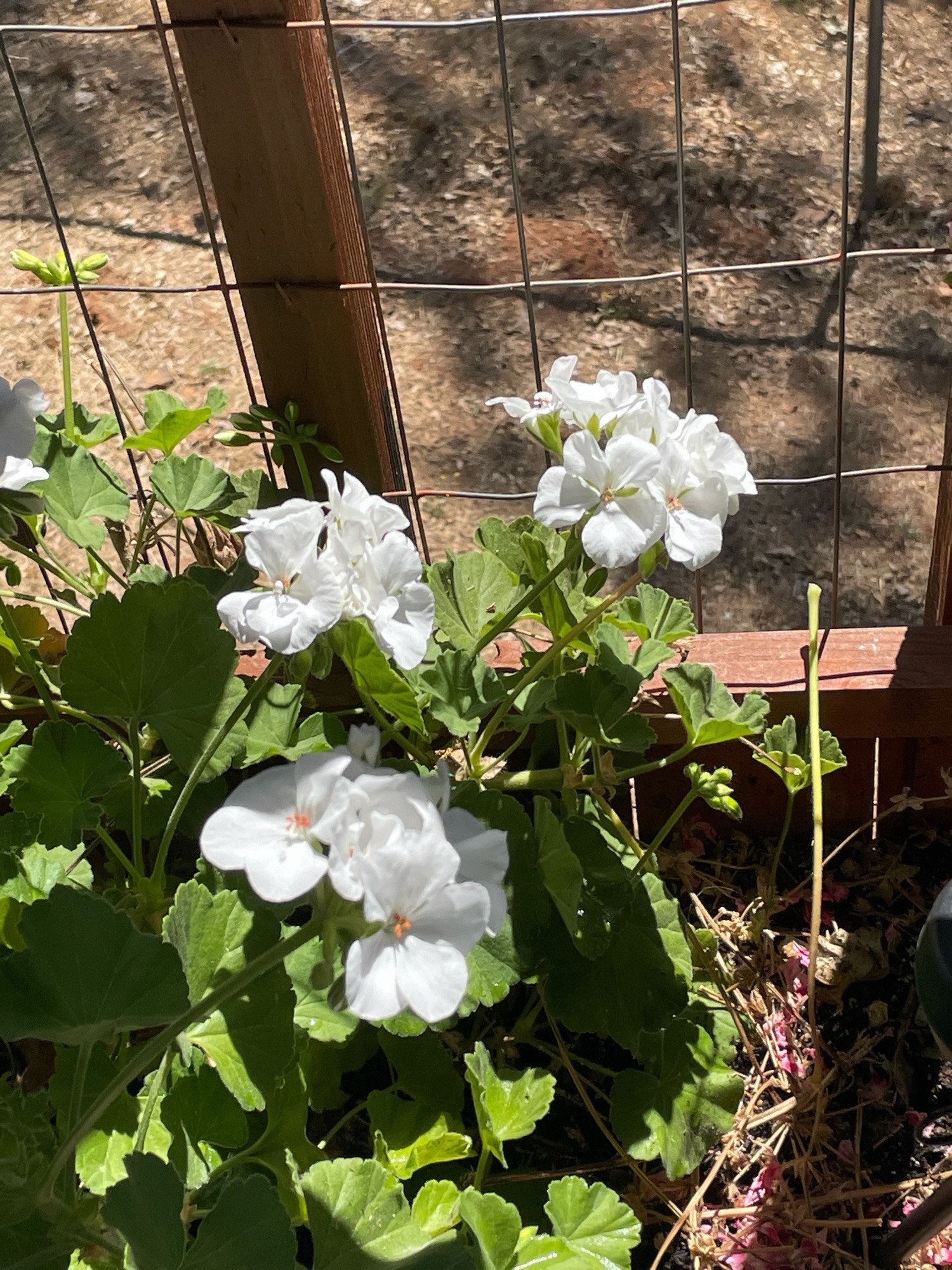 White geraniums