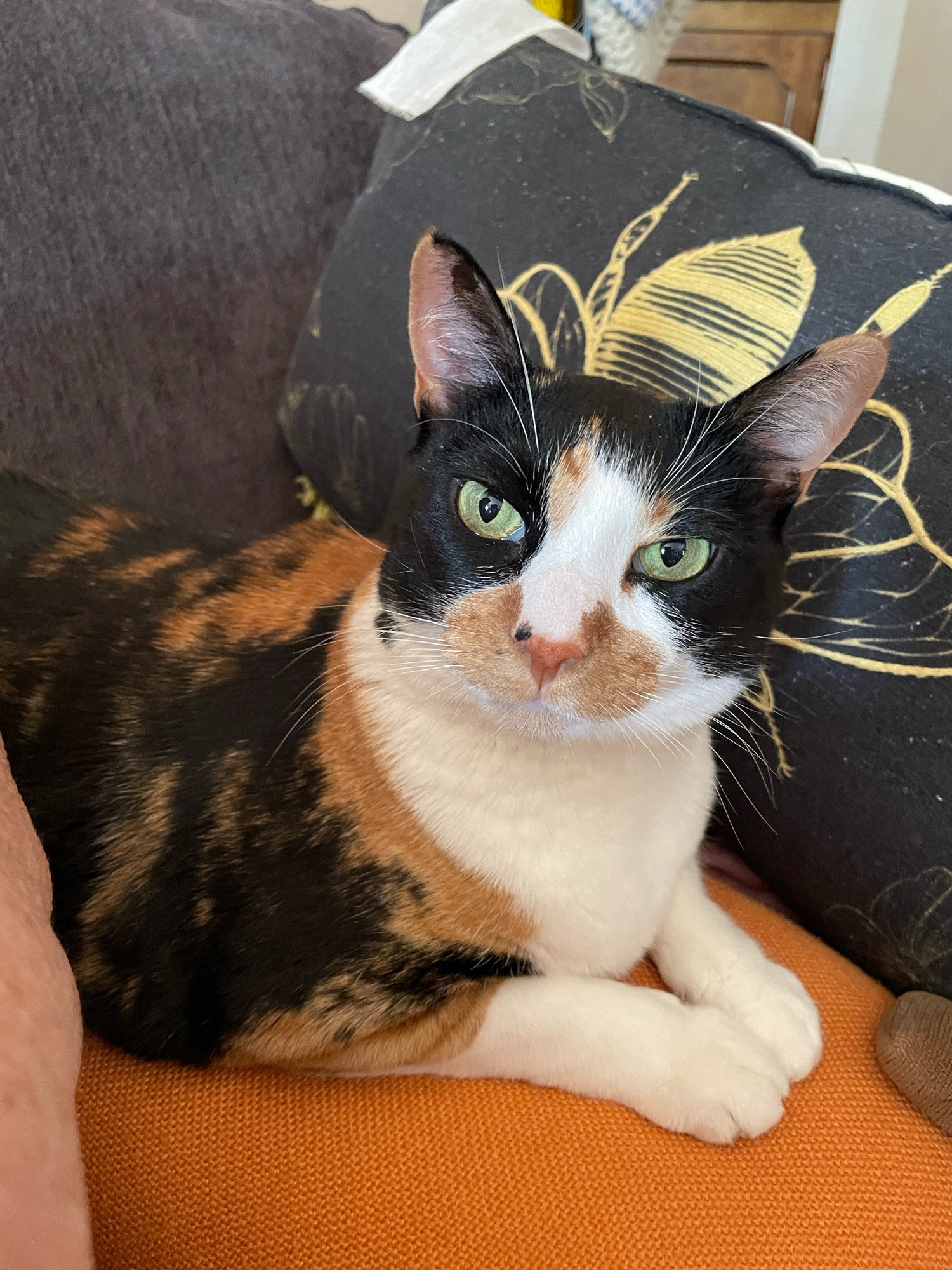 Marjie, our calico cat, on couch she’s been afraid of for some crazy reason.