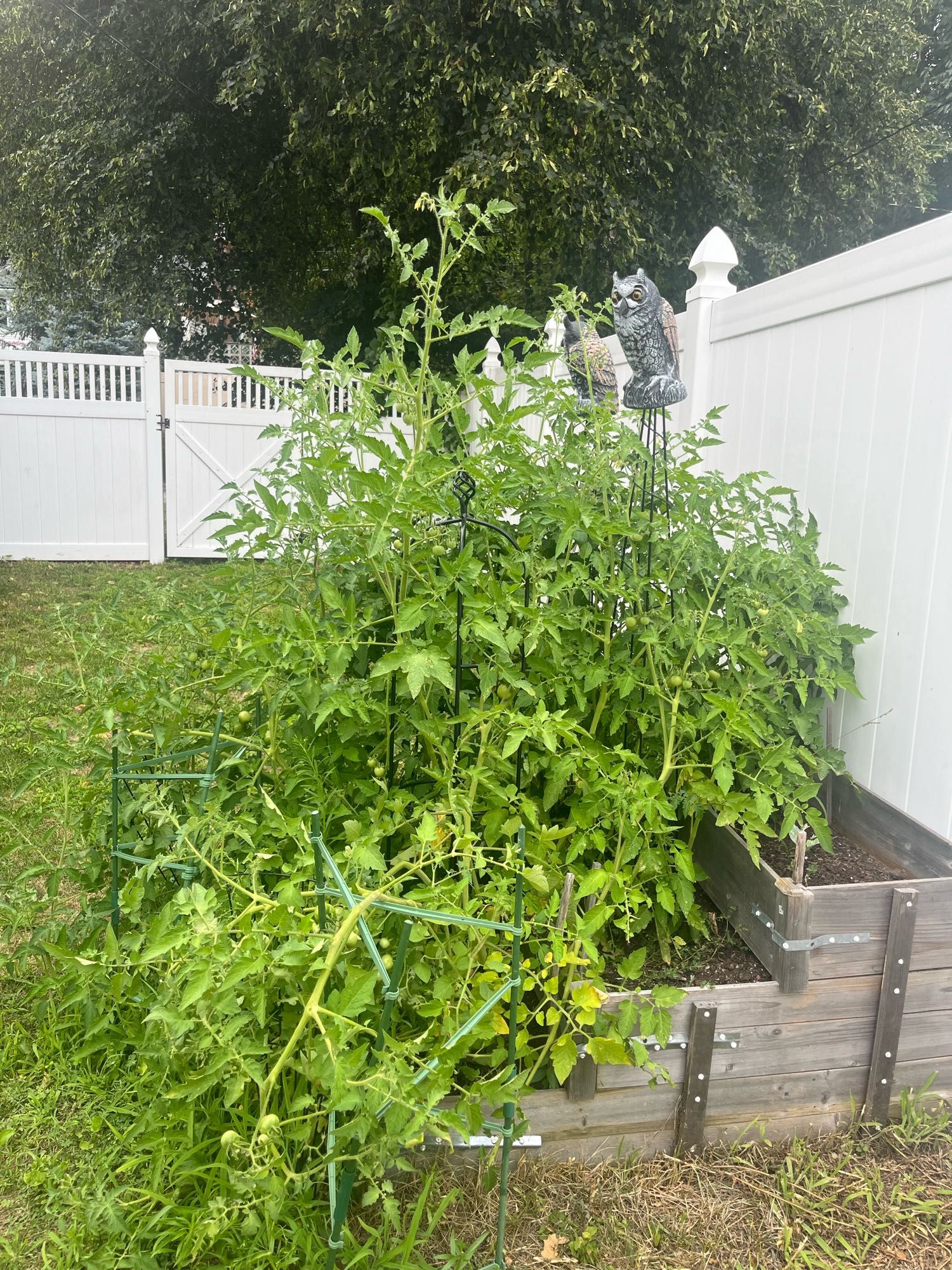 Big ol’ mess of tomato plants in a small 3-tier wooden garden bed.