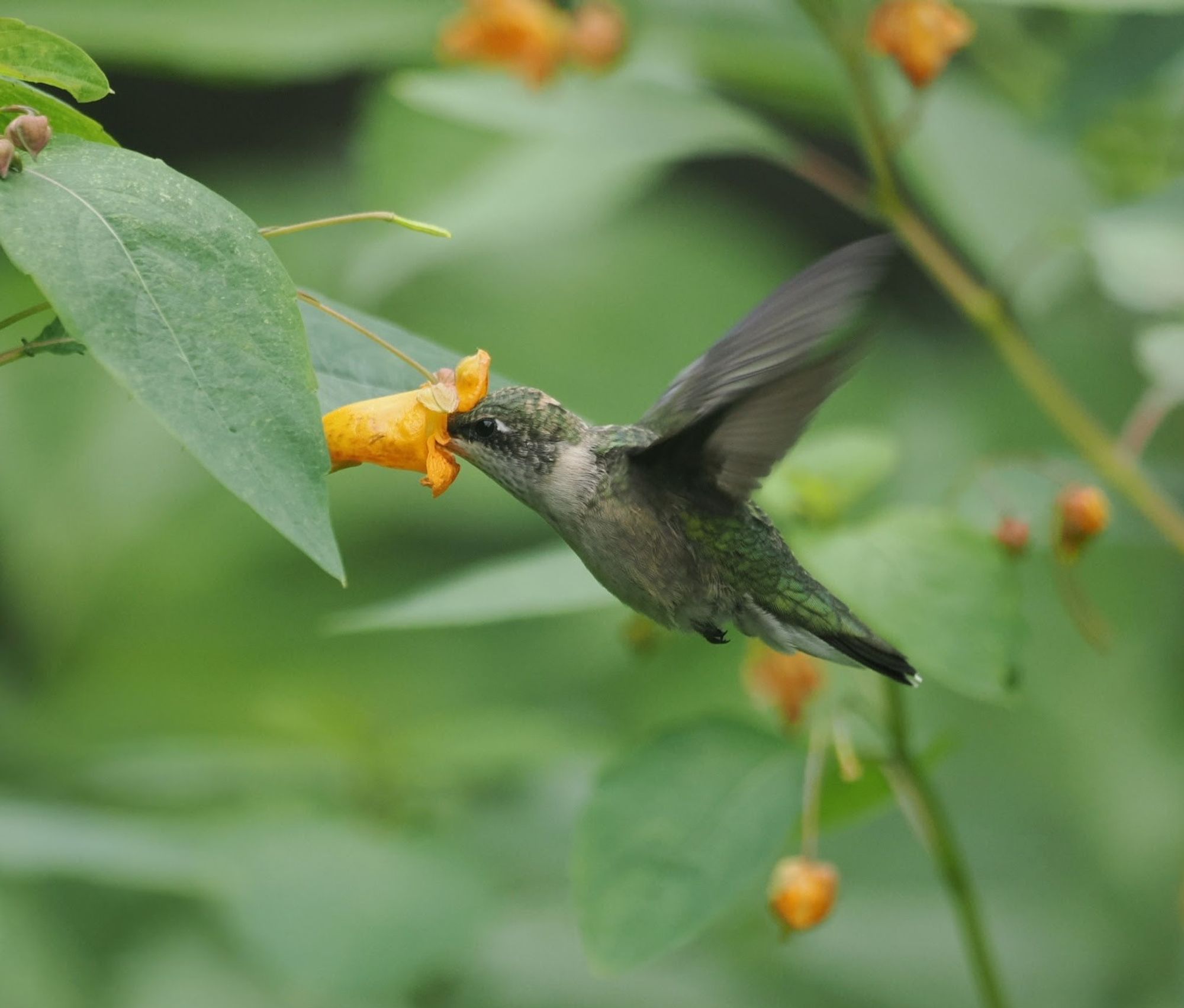 Photo of a hummingbird drinking from a jewelweed flower