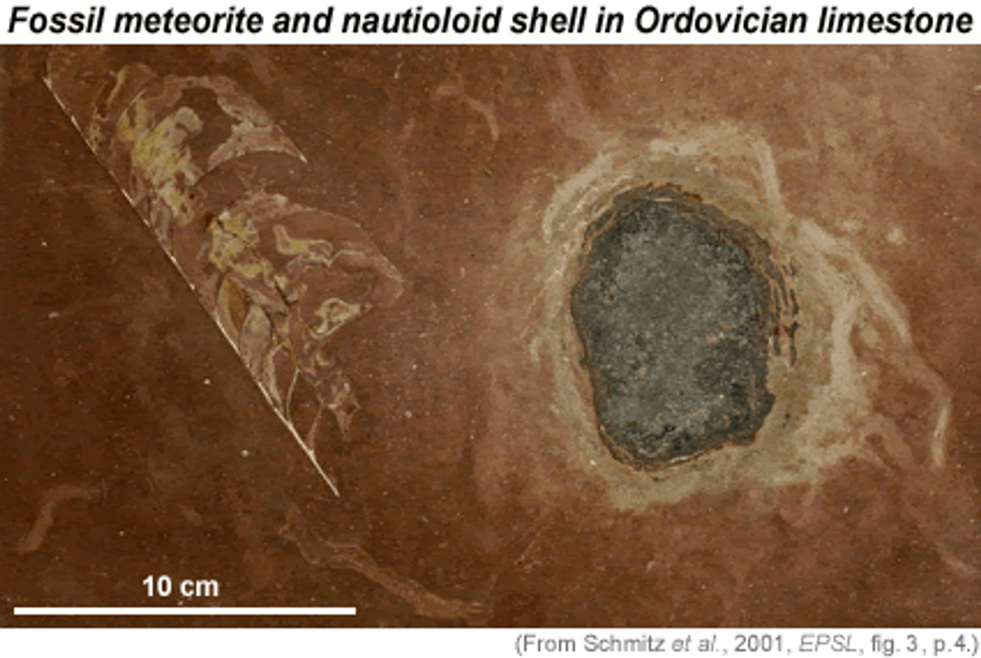 Fossil meteorite next to the Ordovician nautiloid fossil.