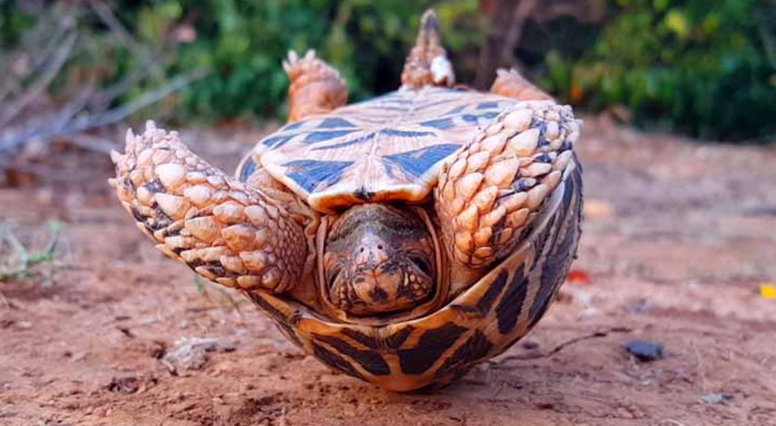 turtle upside down