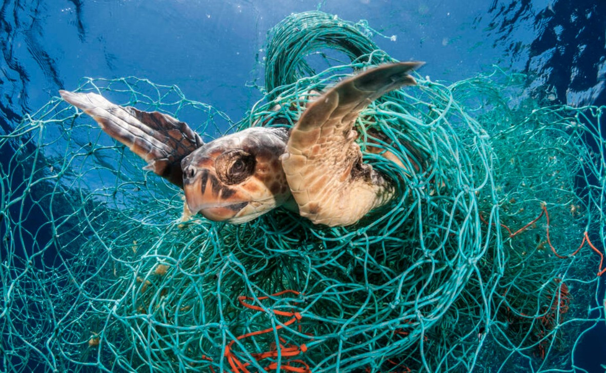 turtle trapped in a net