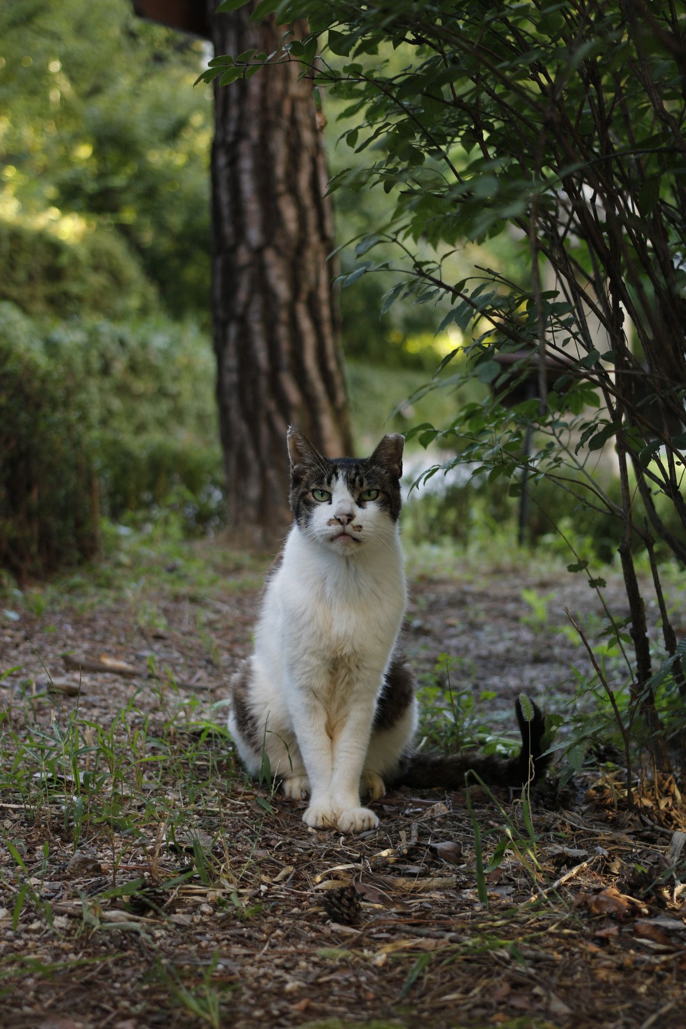 A white, mackerel-patterned cat is staring directly ahead, next to a group of tall green-leaved plants, in front of a tree, and on a gravel ground with grass.