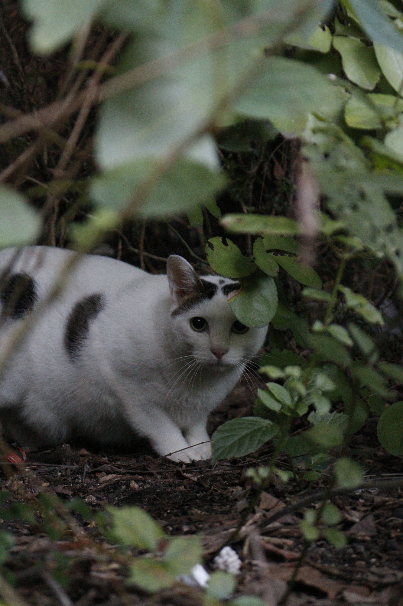 Inside of the green leaves and shrubs, a white black-spotted cat is staring directly ahead - with its face partially under a group of green leaves