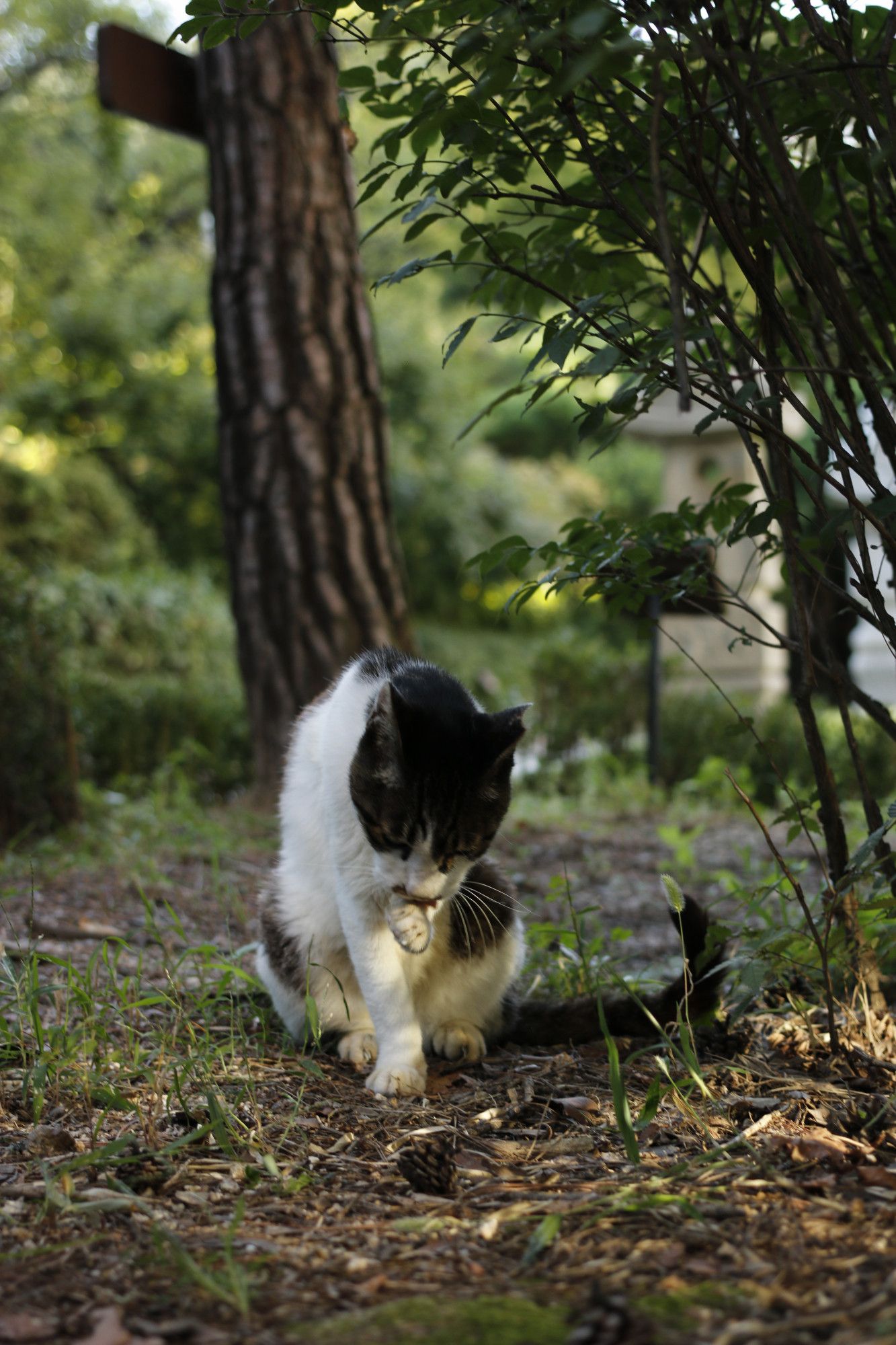 A white, mackerel-patterned cat is licking its front left paw, with a partial amount of sunshine, next to a group of tall green-leaved plants, in front of a tree, and on a gravel ground with grass.