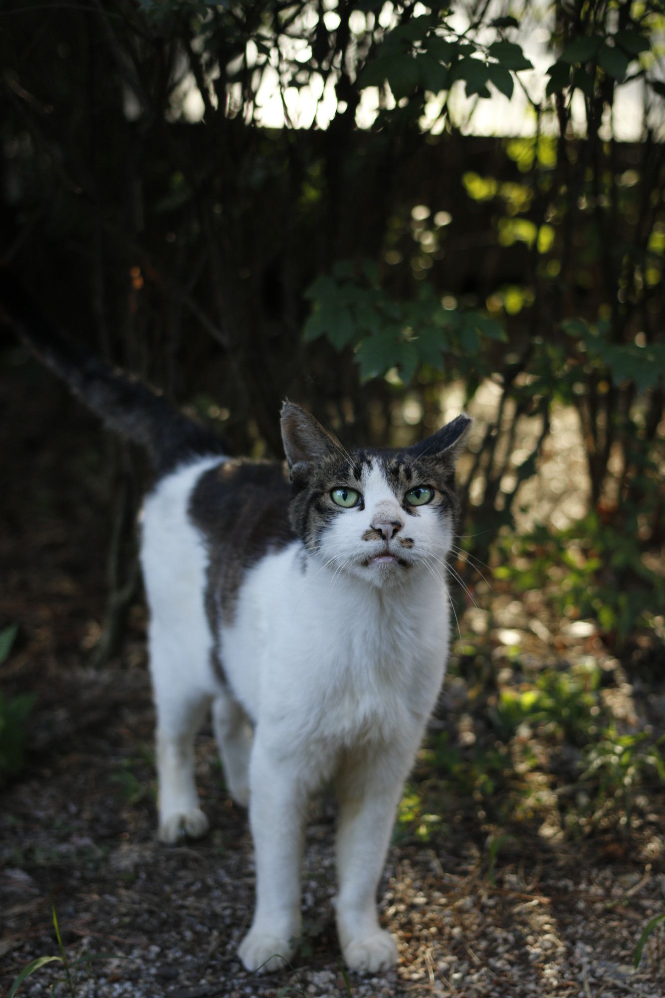 A white, mackerel-patterned cat is staring at the upper front, with the sunshine behind, in front of a group of tall green plants and on a gravel ground with grass.