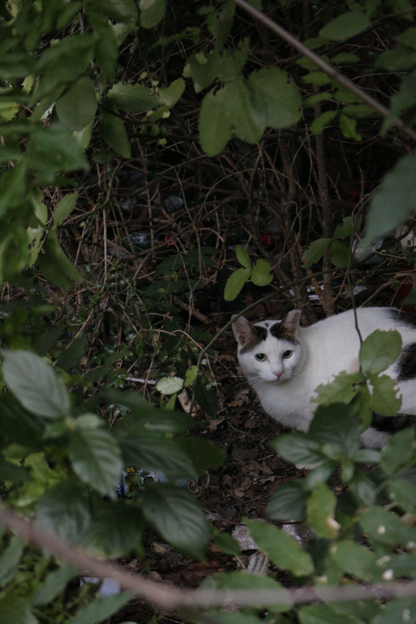 Inside of the green leaves and shrubs, a white black-spotted cat is looking a upward-left with its eyes while sitting on the ground.