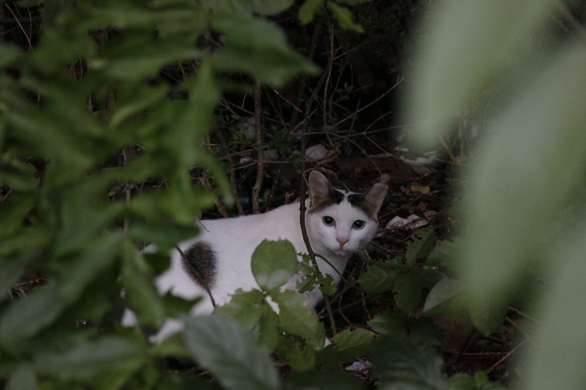 Inside of the green leaves and shrubs, a white black-spotted cat is staring directly ahead.