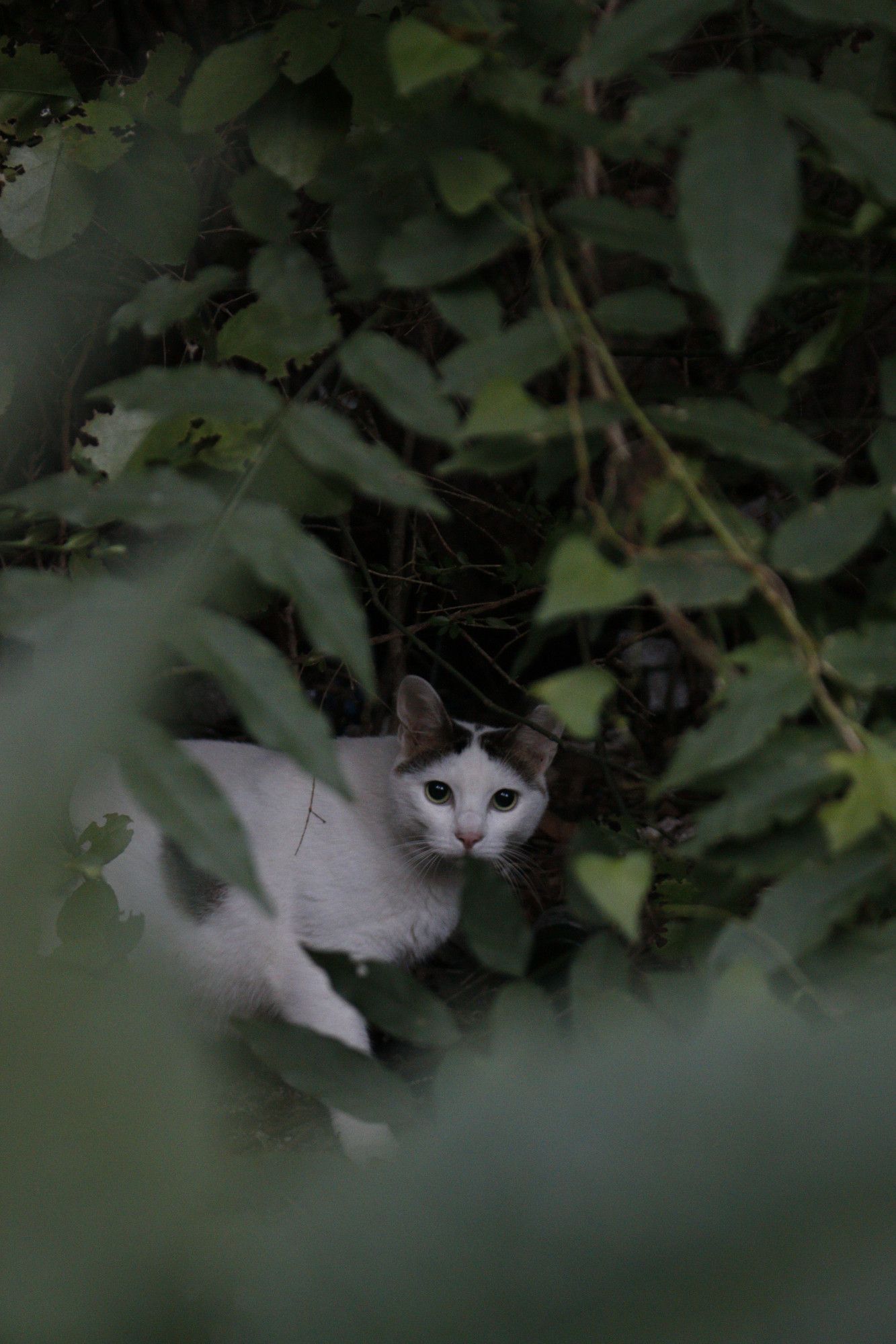 Inside of the green leaves and shrubs, a white black-spotted cat is staring directly ahead.