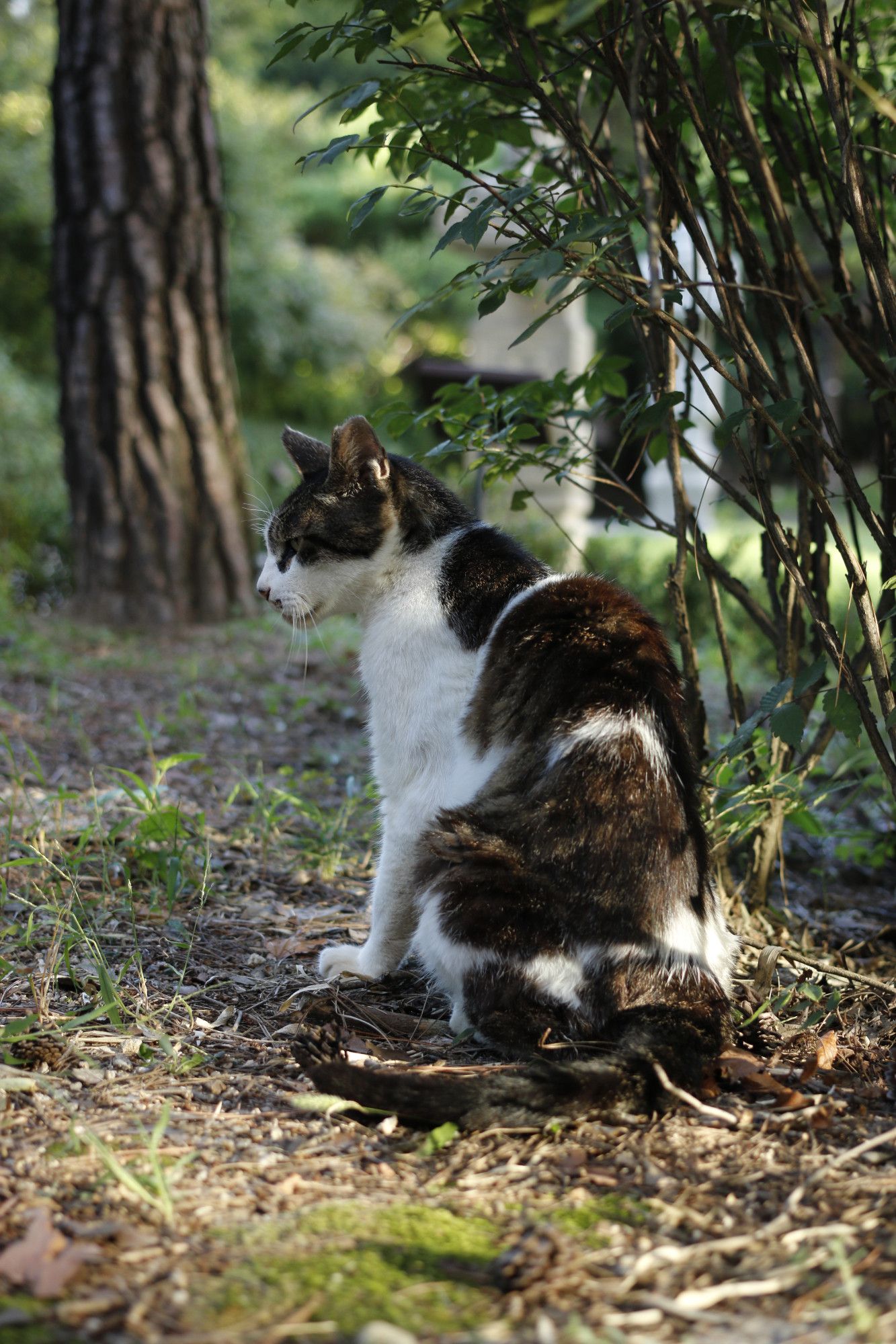 A white, mackerel-patterned cat is staring at its left side, with the sunshine behind, next to a group of tall green-leaved plants, in front of a tree, and on a gravel ground with grass.