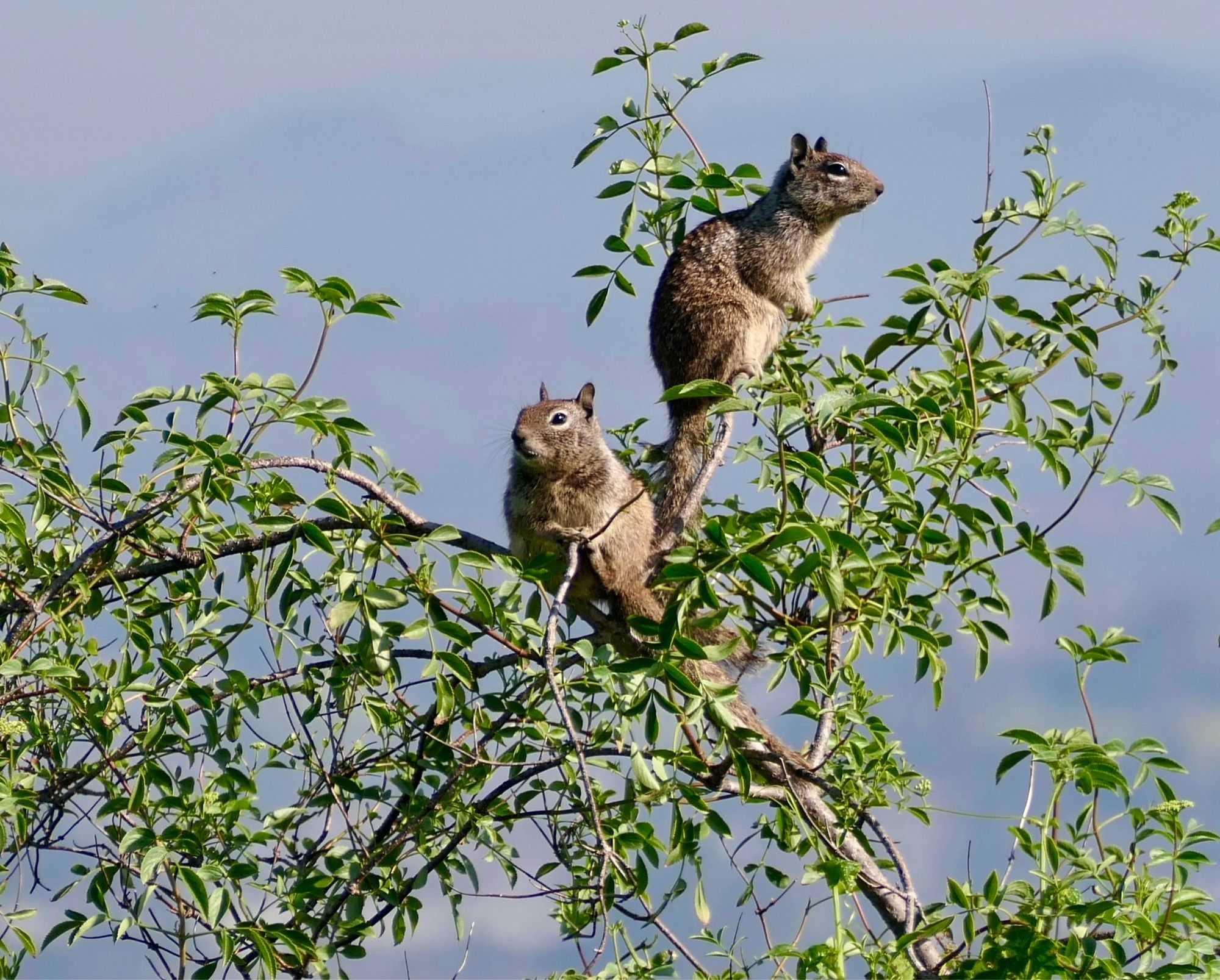 CA ground squirrels