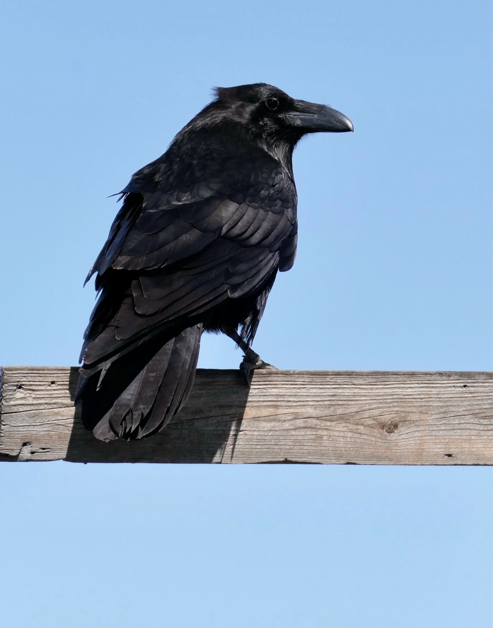 Raven on a post.