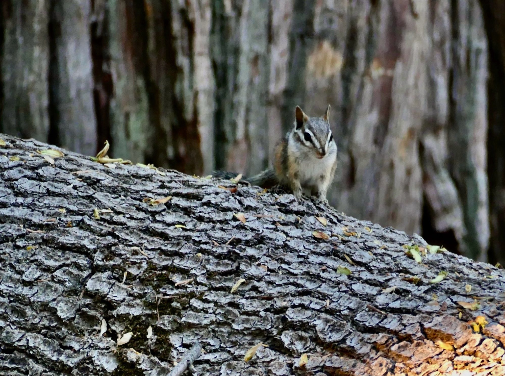 Chipmunk on a log