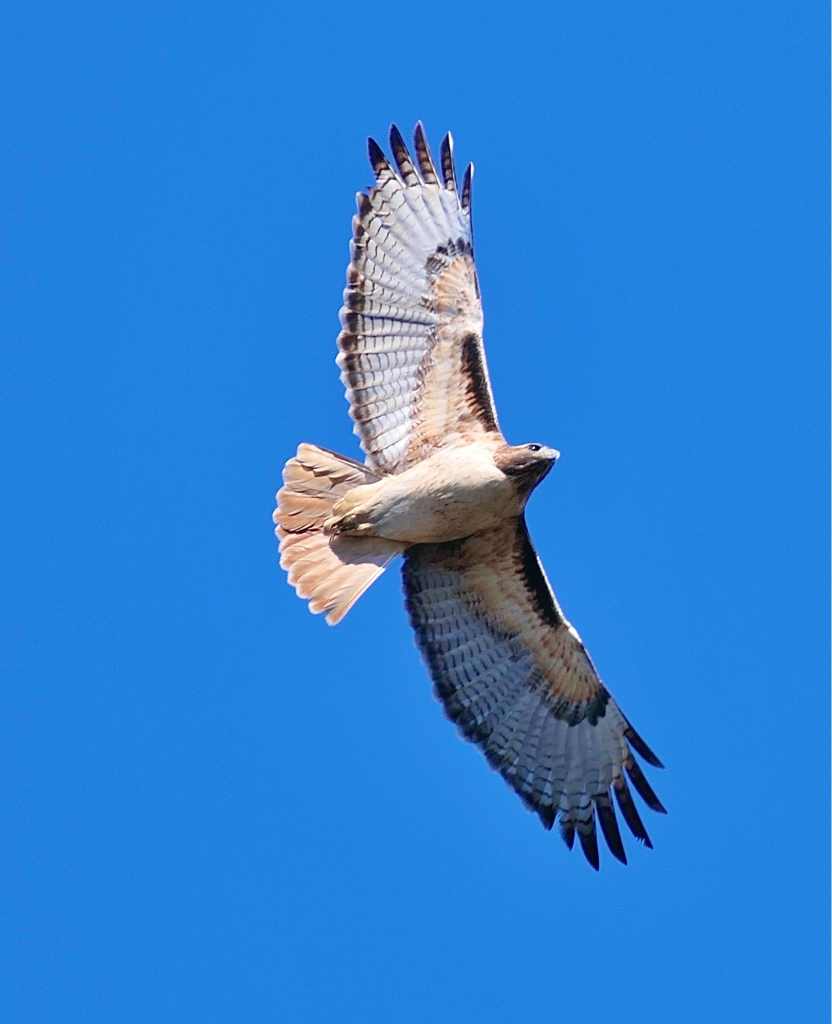 Soaring adult redtailed hawk