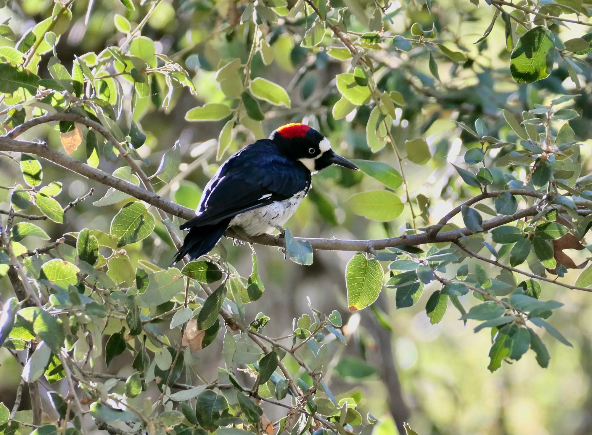 Acorn woodpecker