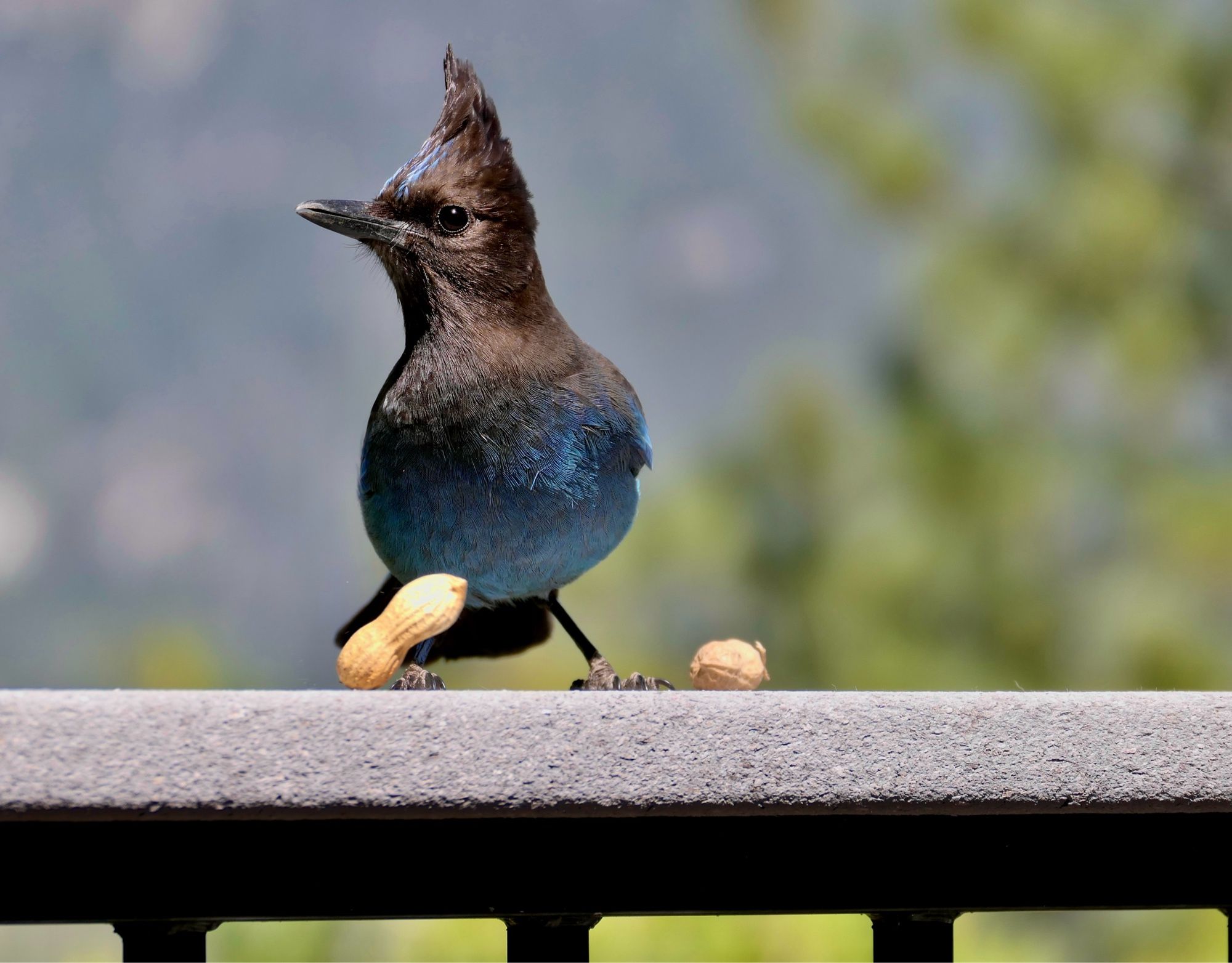 Steller’s jay with 2 peanuts in front of him