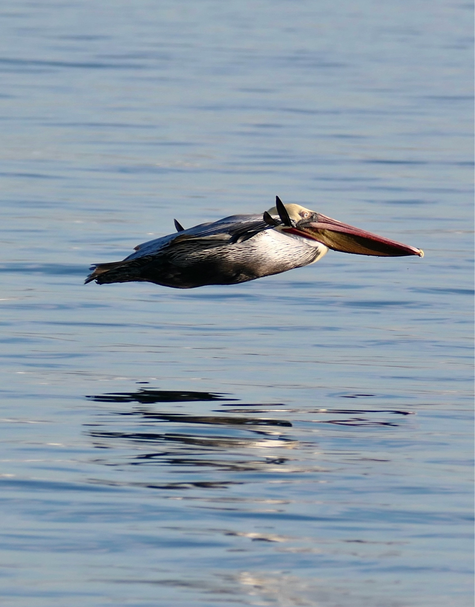 Brown pelican gliding over the bay