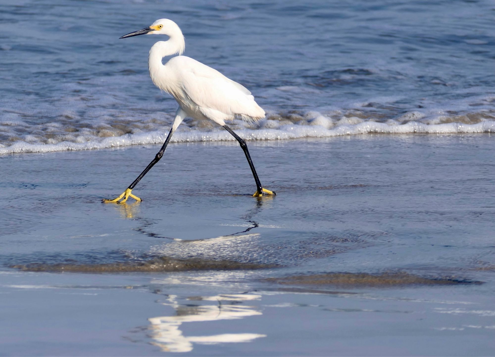 Snowy egret strutting down the beach