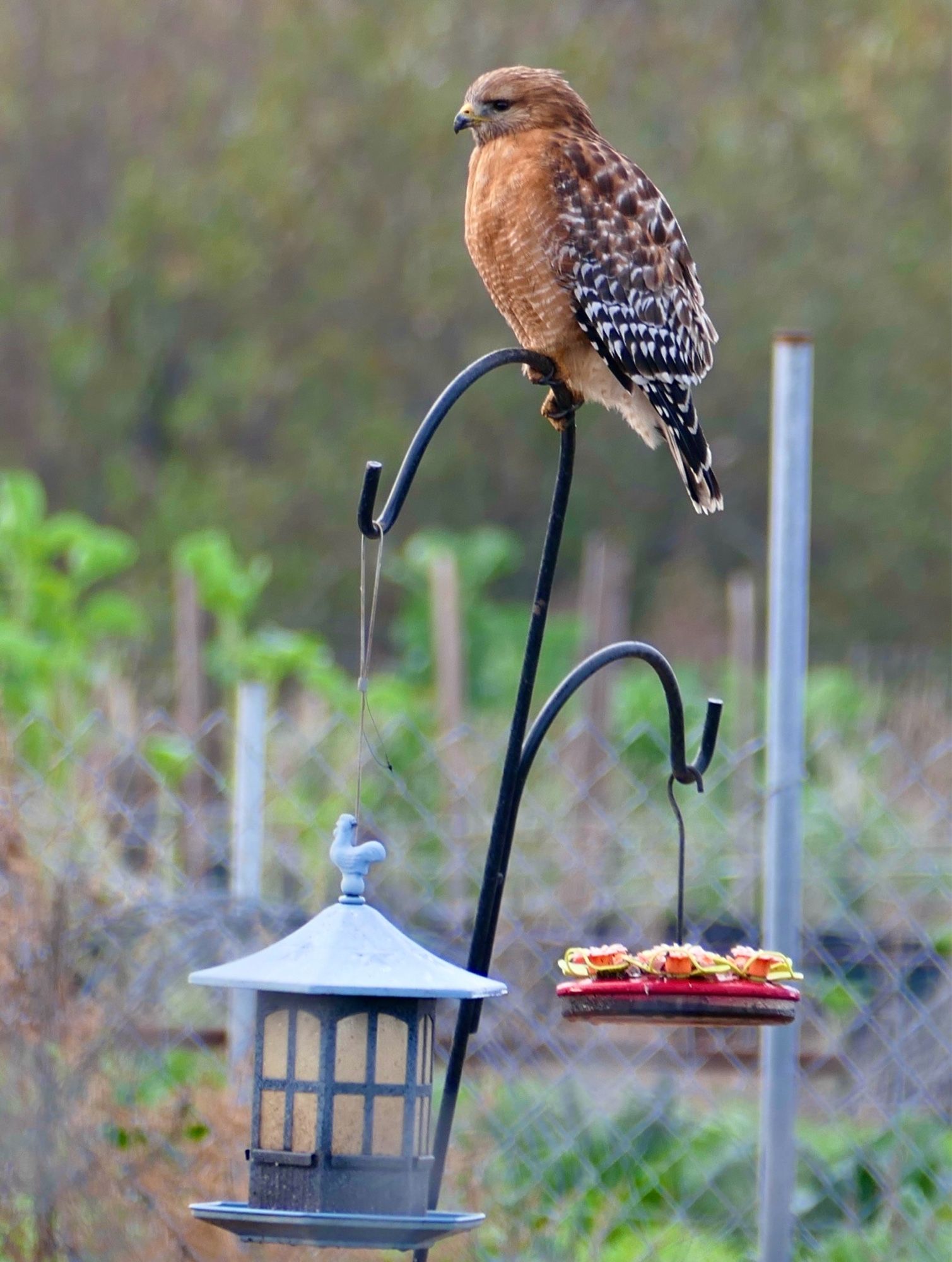 Red shouldered hawk