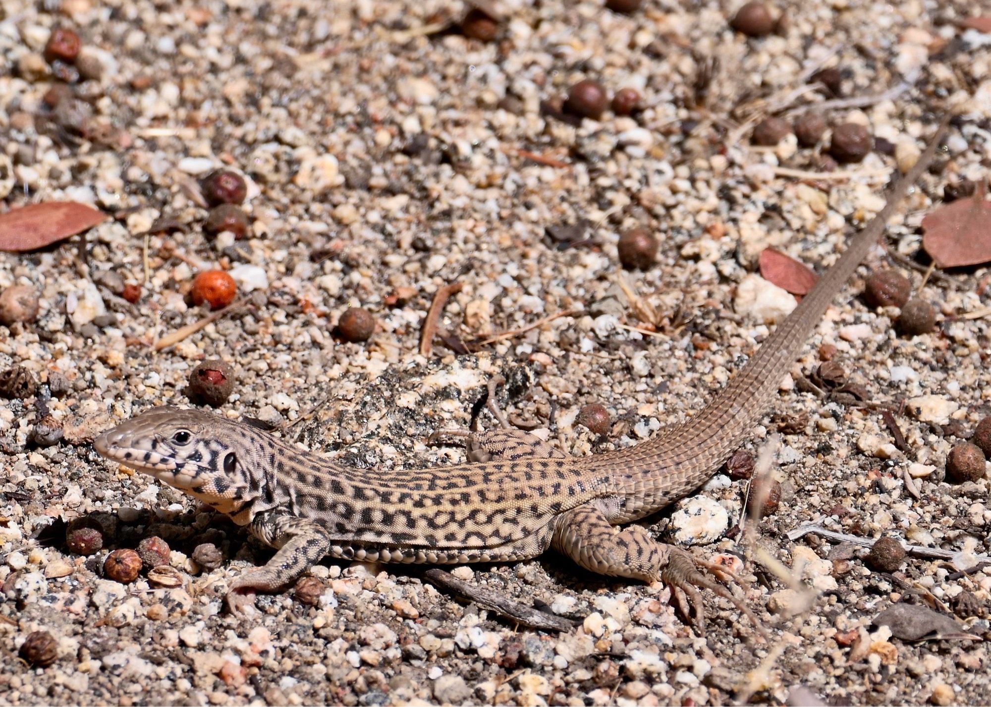 California whiptail lizard, also known as tiger whiptail