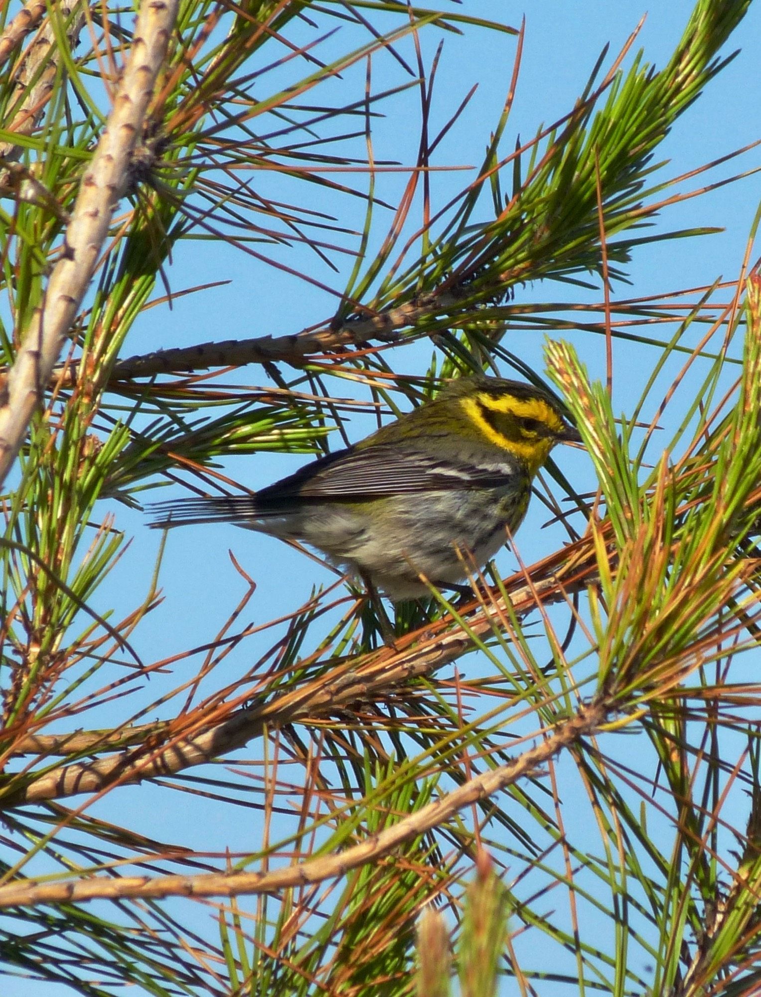 Townsend’s warbler