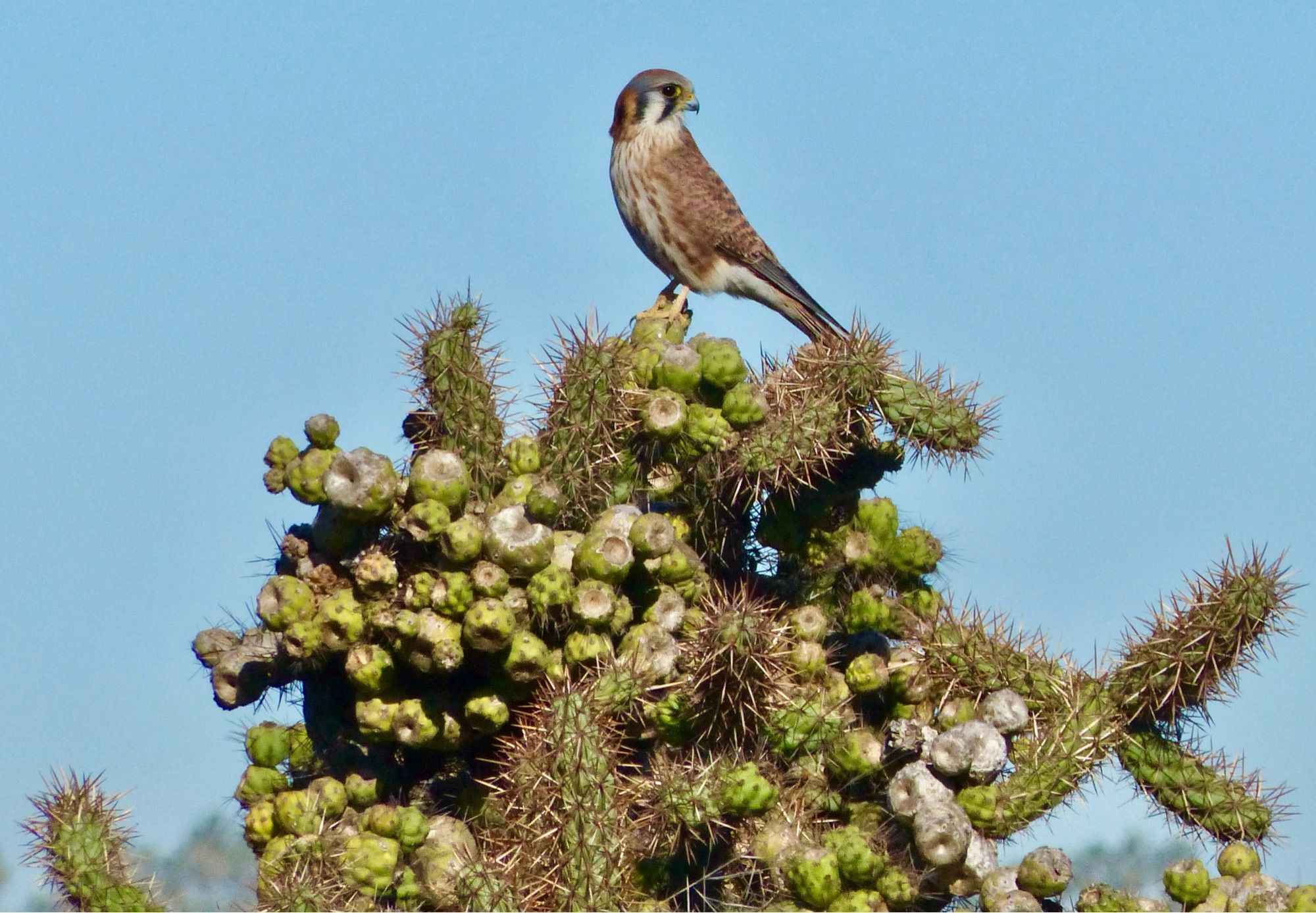 Female American kestrel on coast cholla cactus