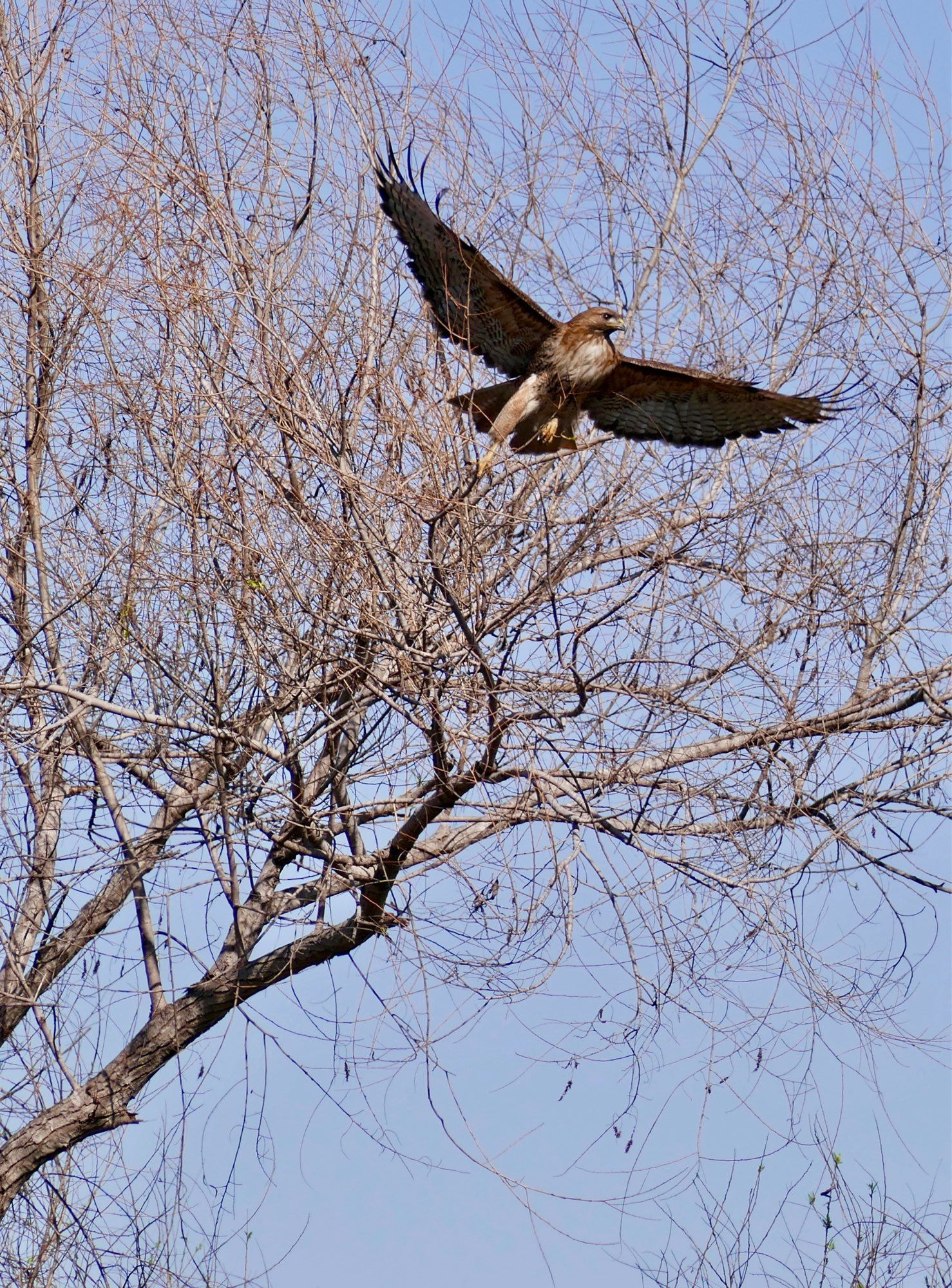 Red-tailed hawk