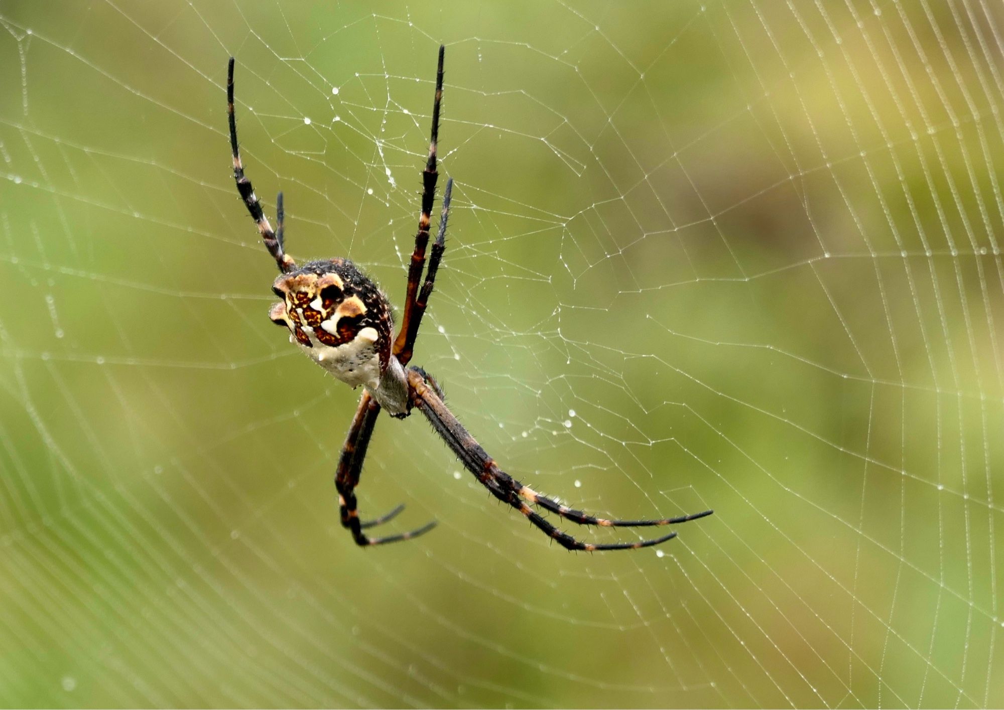 Silver Argiope spider in her web