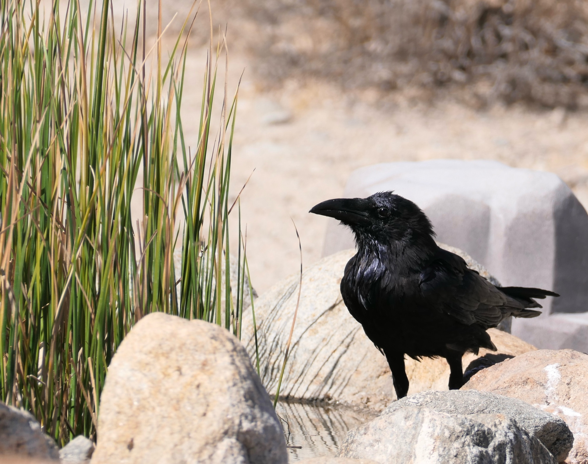 Both shots.   Raven at desert pupfish pond. Anza Borrego Desert SP.  San Diego County CA