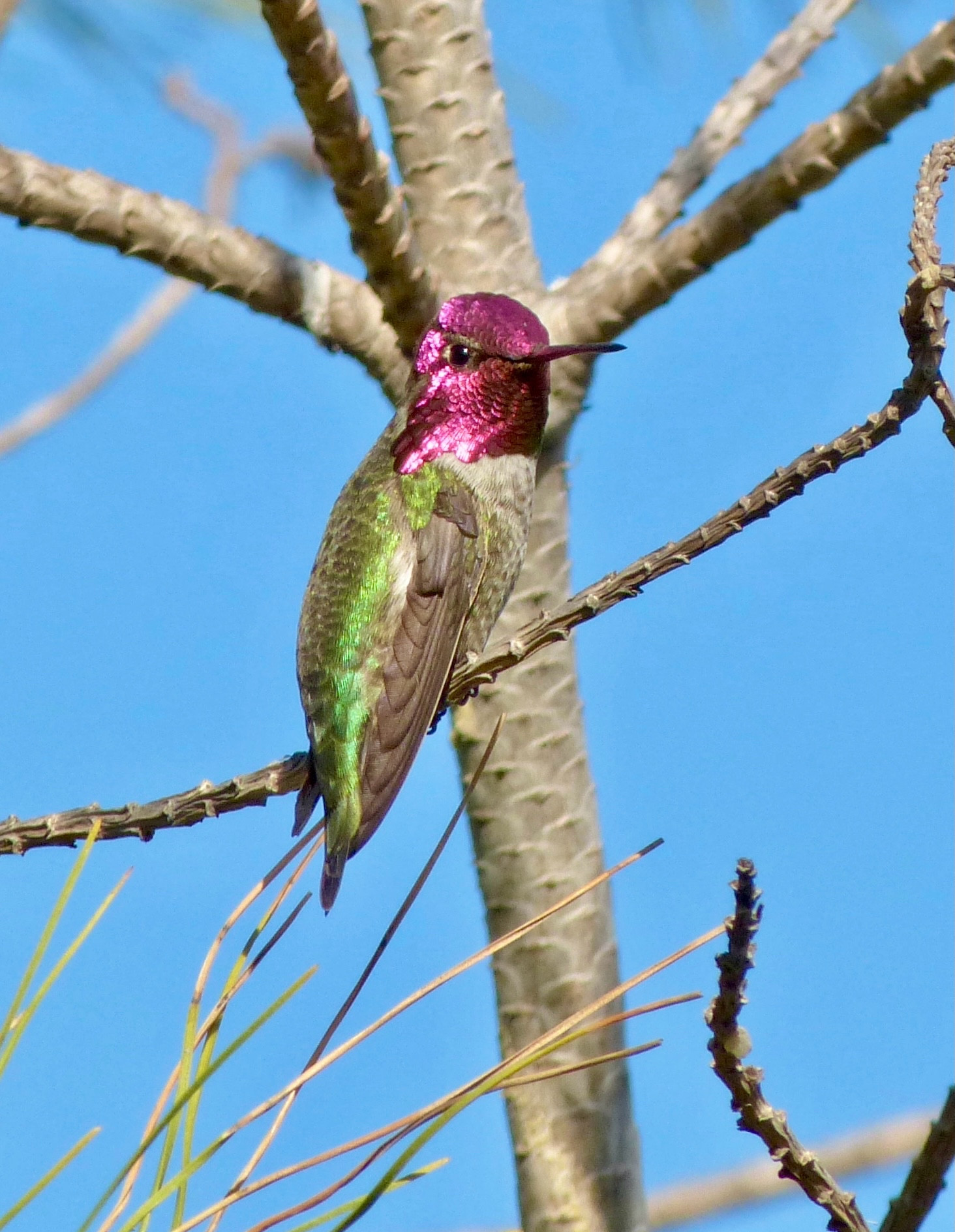 Male Anna’s hummingbird in his glory. 