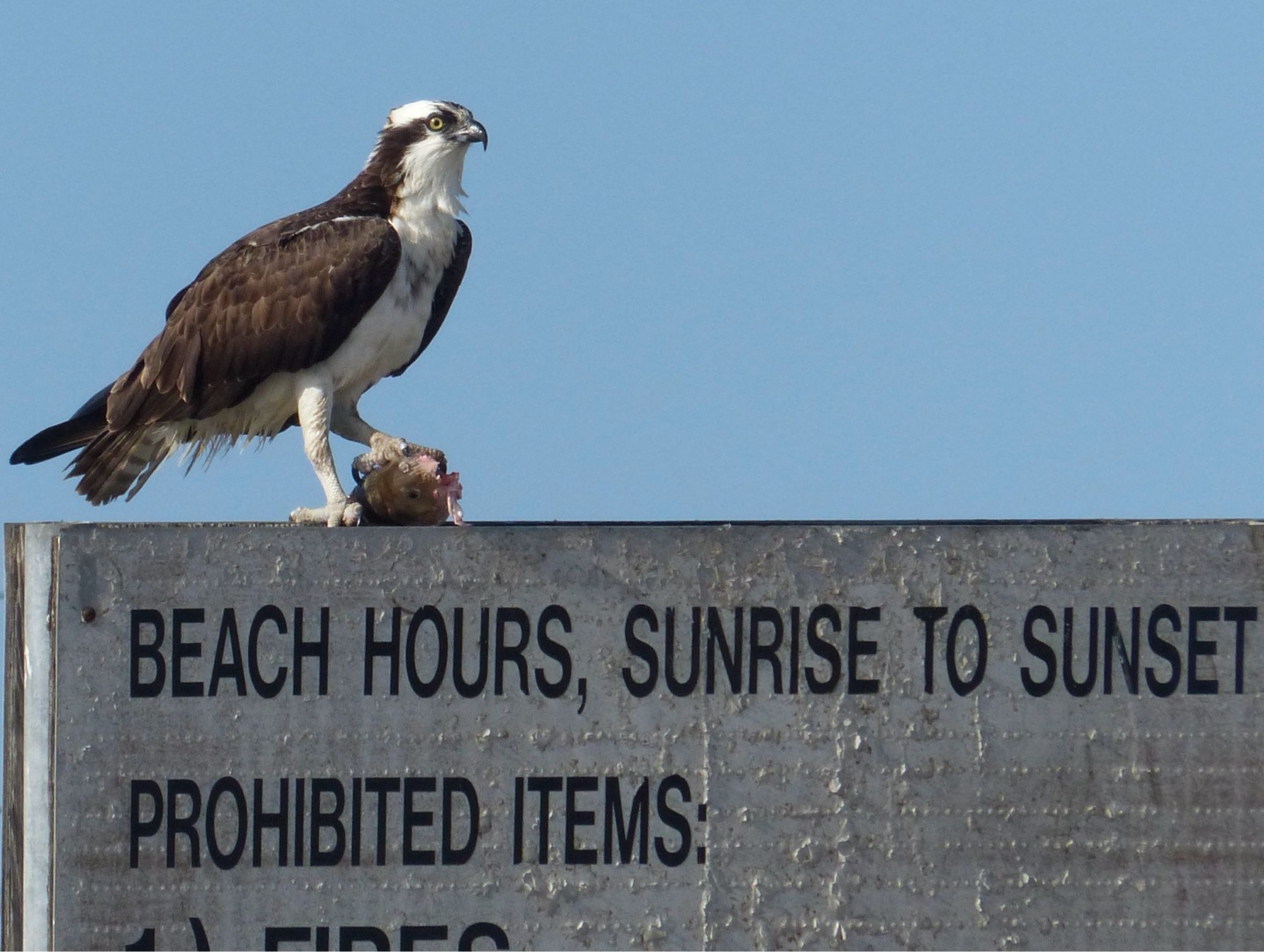 Osprey sitting on a sign with a fish he just caught.