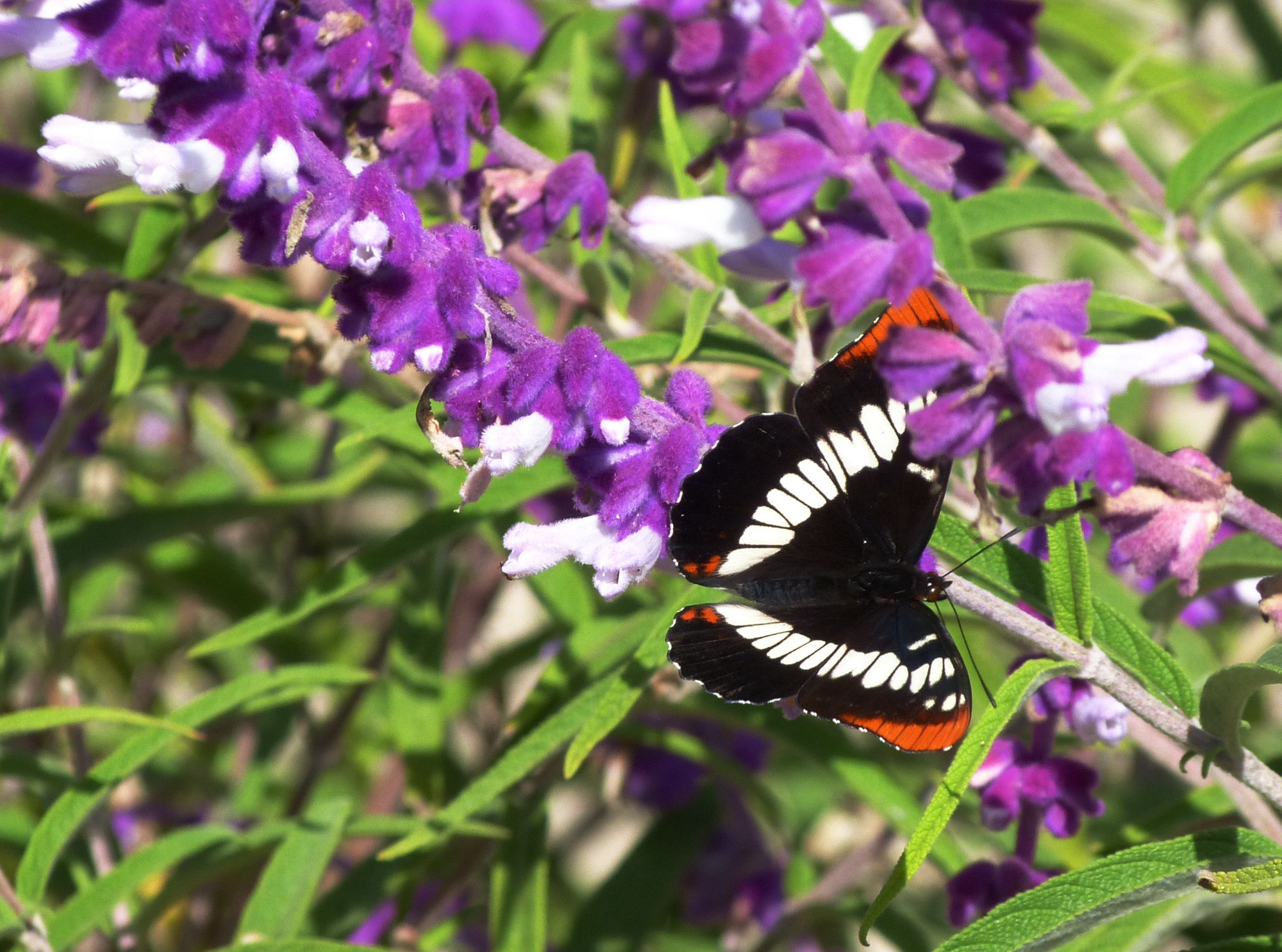 Lorquin’s admiral  butterfly on Mexican sage