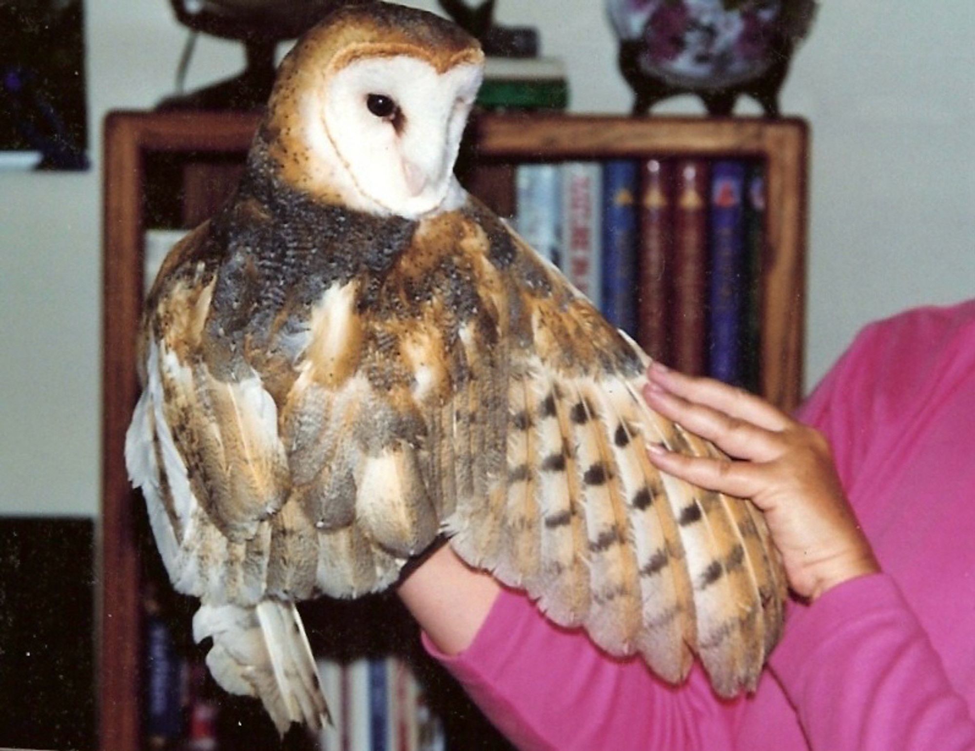 Educational barn owl