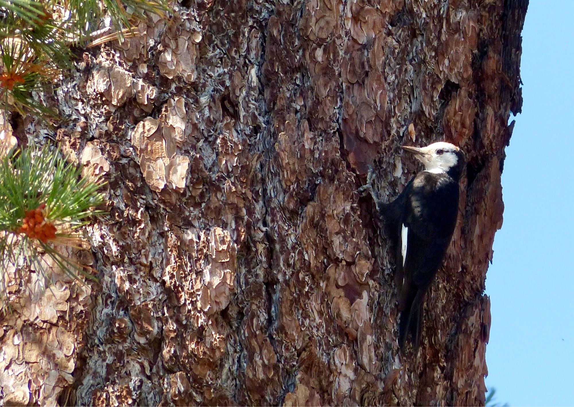 White headed woodpecker I encountered on a hike in Idyllwild, California