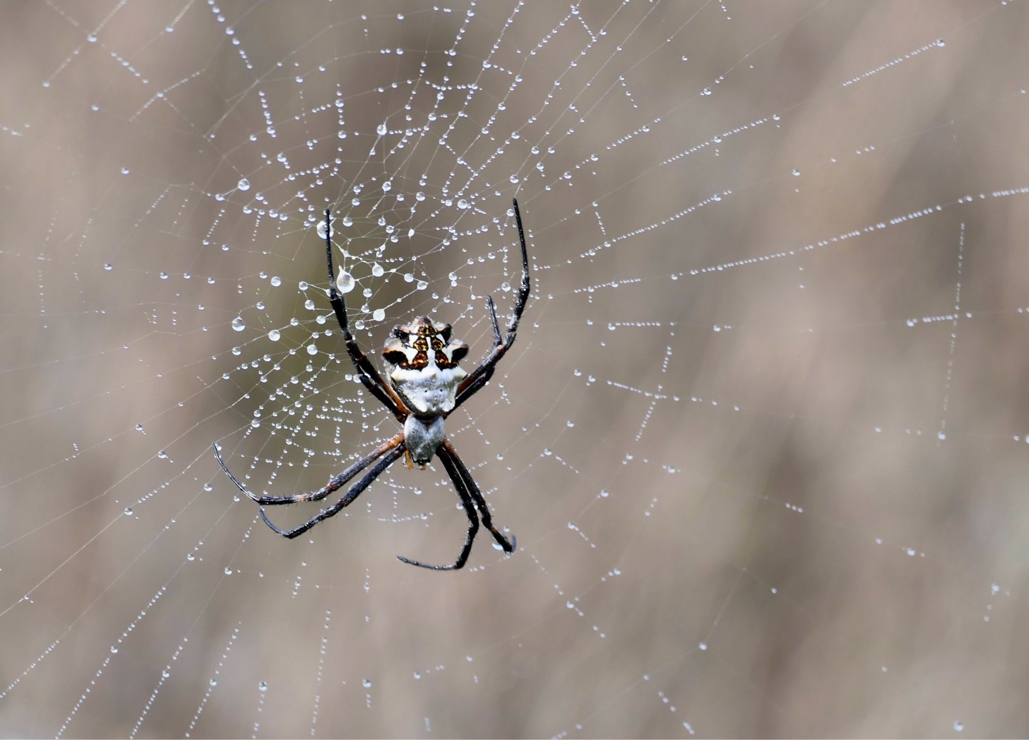 Silver argiope spider in her web covered with fog.