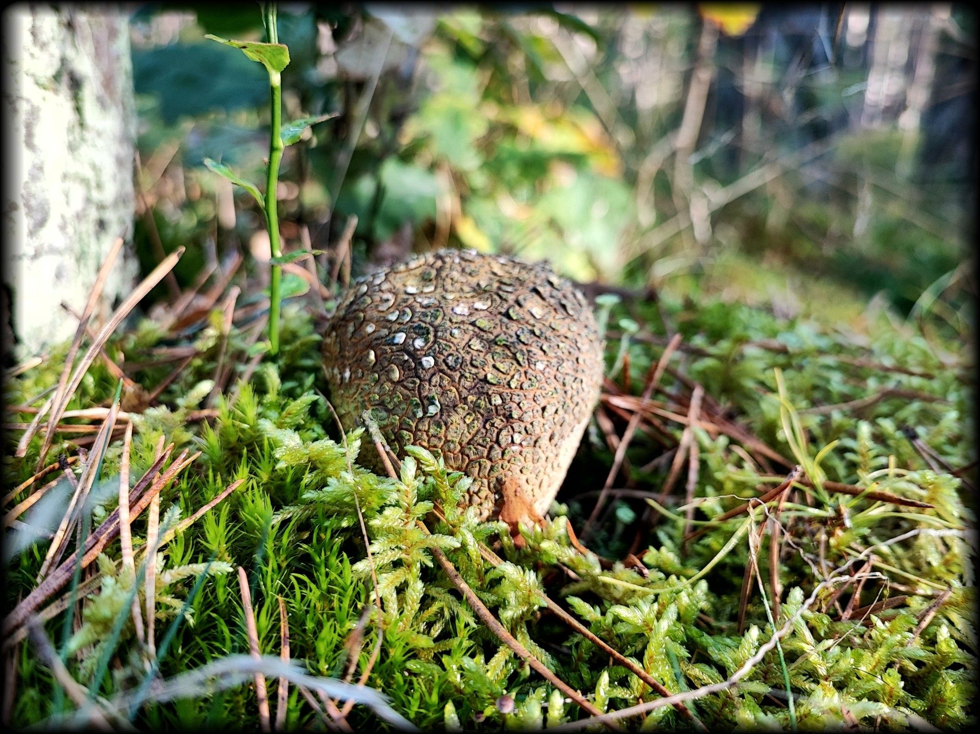 Ein (vermutlich) dickschaliger Kartoffelbovist inmitten von Moos.