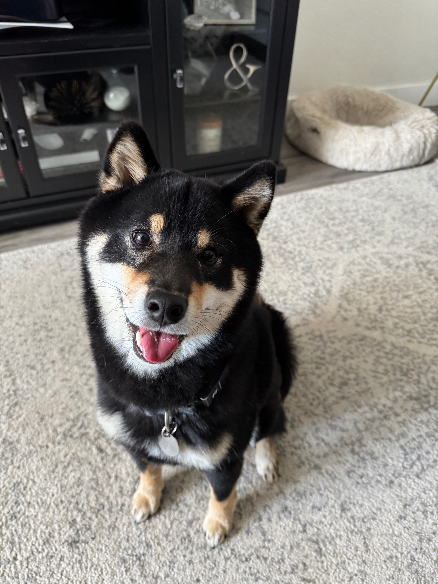 A cute little Shiba Inu sitting on a rug with his tongue out, smiling on the camera. 🐶🐾🐕