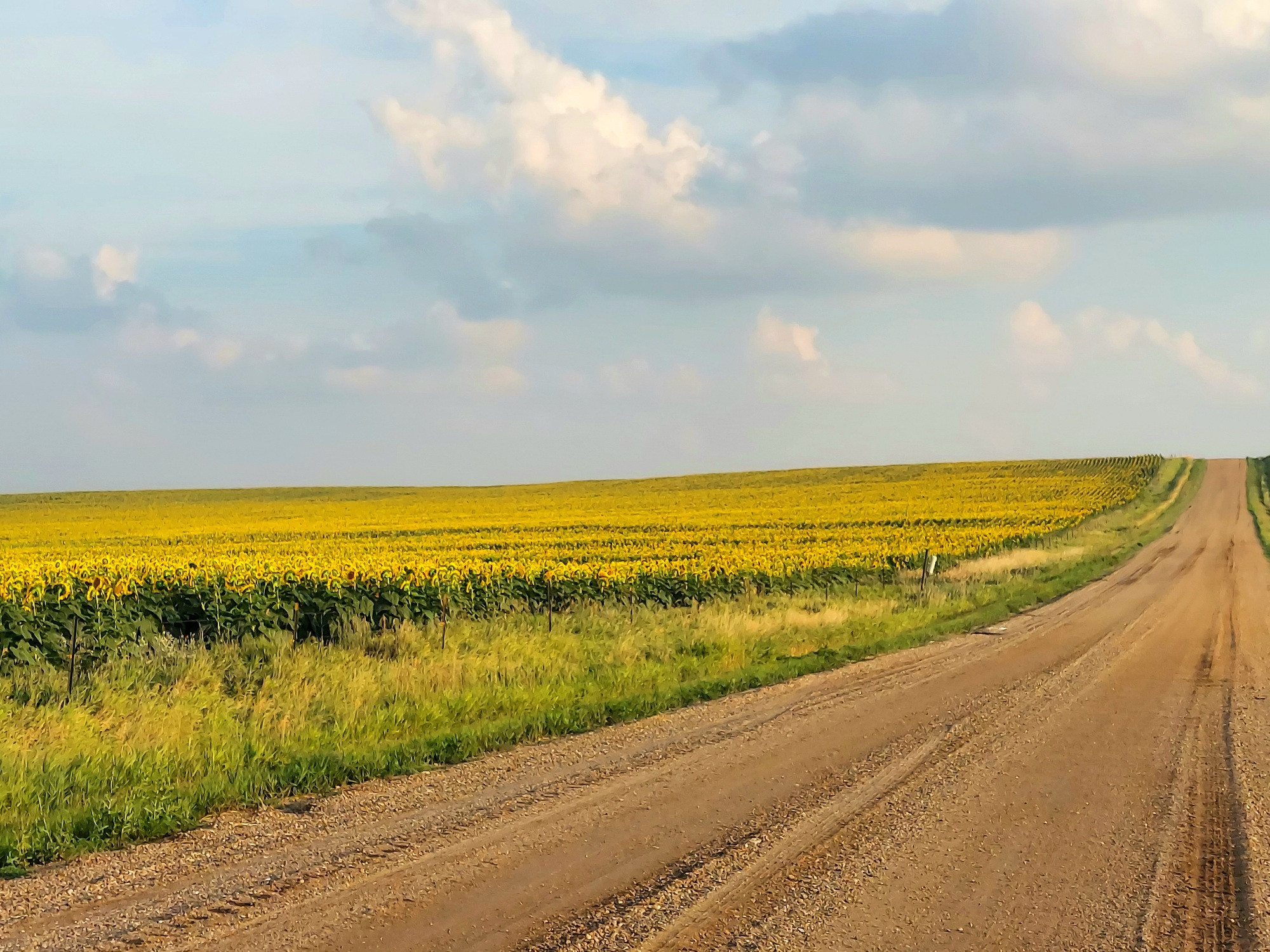A huge field of sunflowers near Reliance South Dakota, 30 Jul 2025.