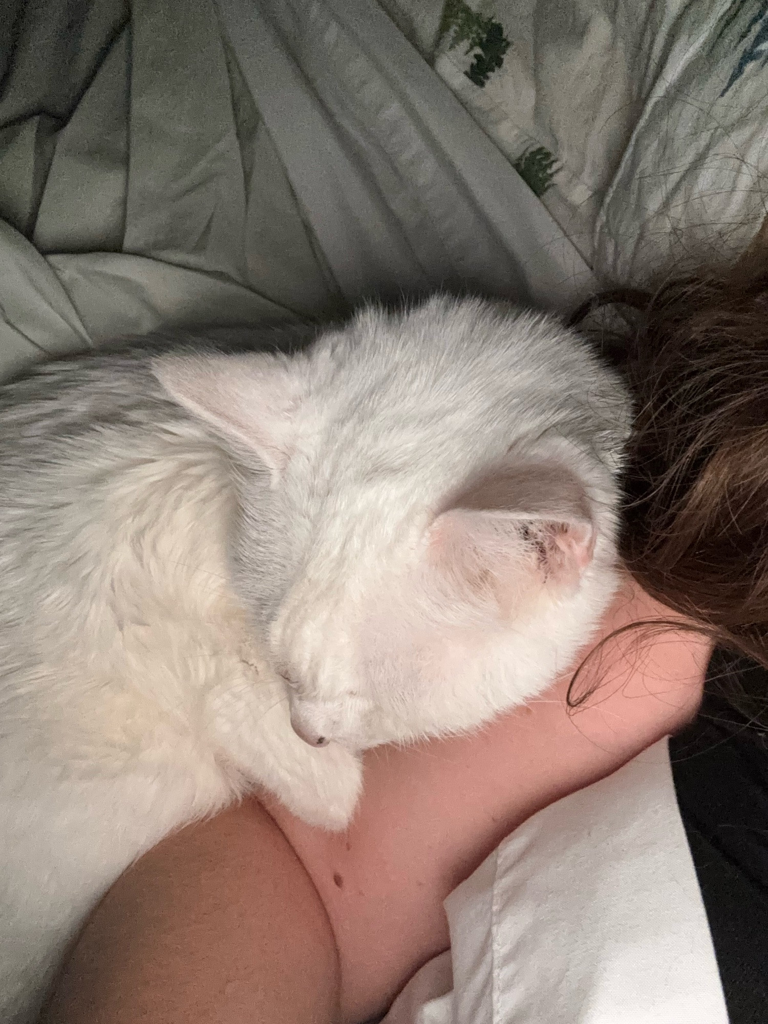 Lily the white cat spooning my arm